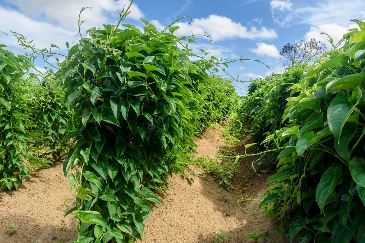 Vegetables: yams - My, Plants, Nutrition, Botany, Entertaining botany, Vegetables, Botanical Museum, Longpost