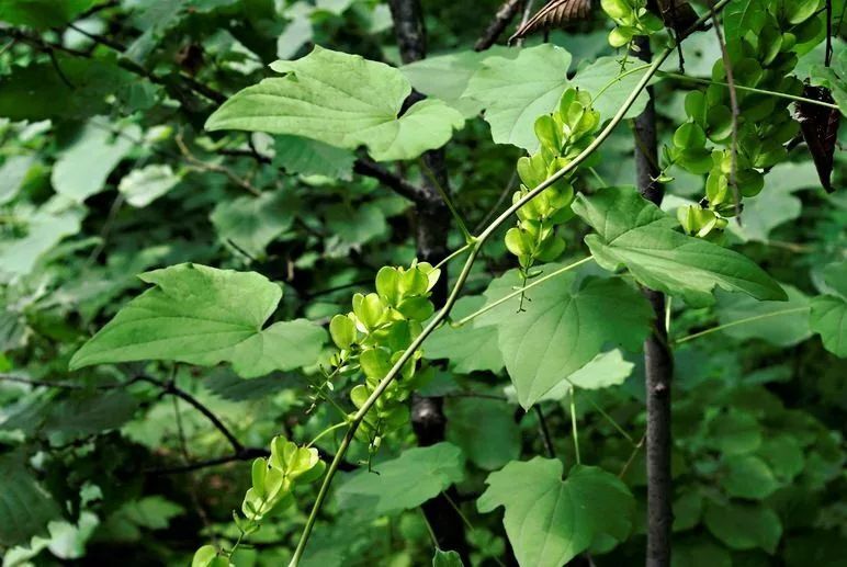 Vegetables: yams - My, Plants, Nutrition, Botany, Entertaining botany, Vegetables, Botanical Museum, Longpost