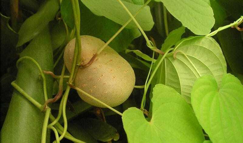 Vegetables: yams - My, Plants, Nutrition, Botany, Entertaining botany, Vegetables, Botanical Museum, Longpost