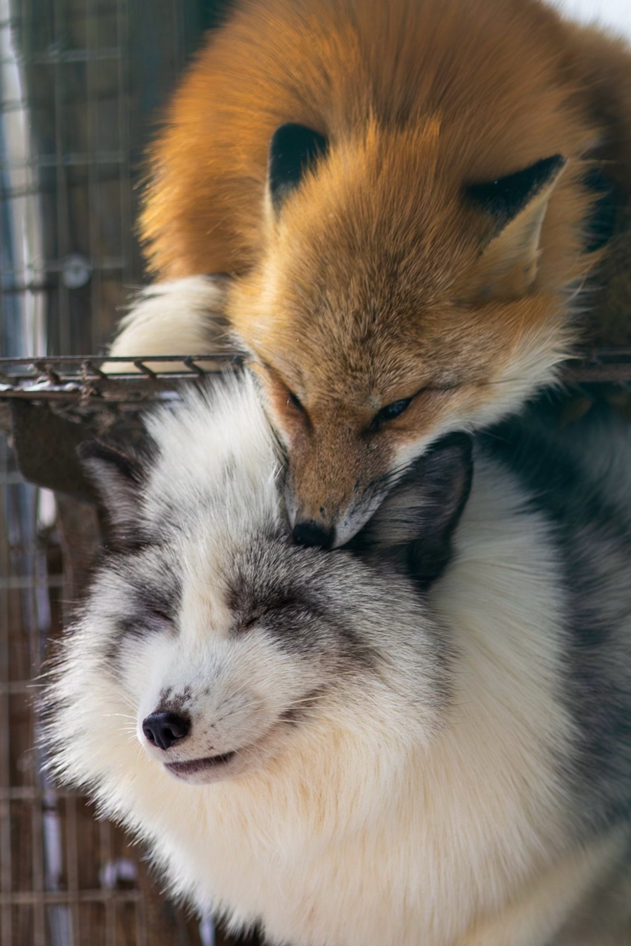 Sudden Bite - The photo, Fox, Animals, Fluffy, In the animal world, Kus