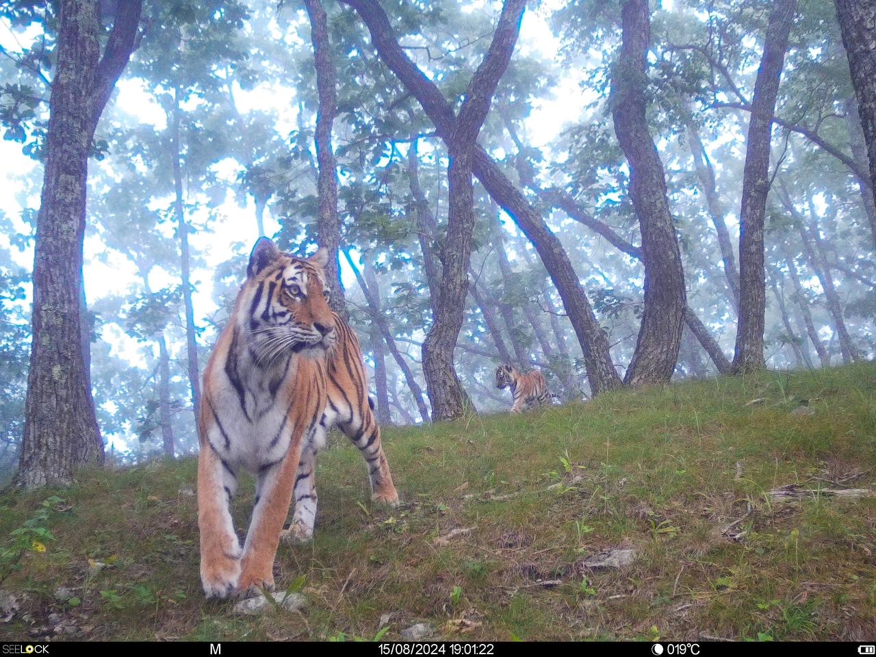 Amur tigress with a tiger cub - Amur tiger, Tiger cubs, The photo, Phototrap, wildlife, Primorsky Krai, Predatory animals, Cat family, Tiger, Big cats, Wild animals, Reserves and sanctuaries, Telegram (link)