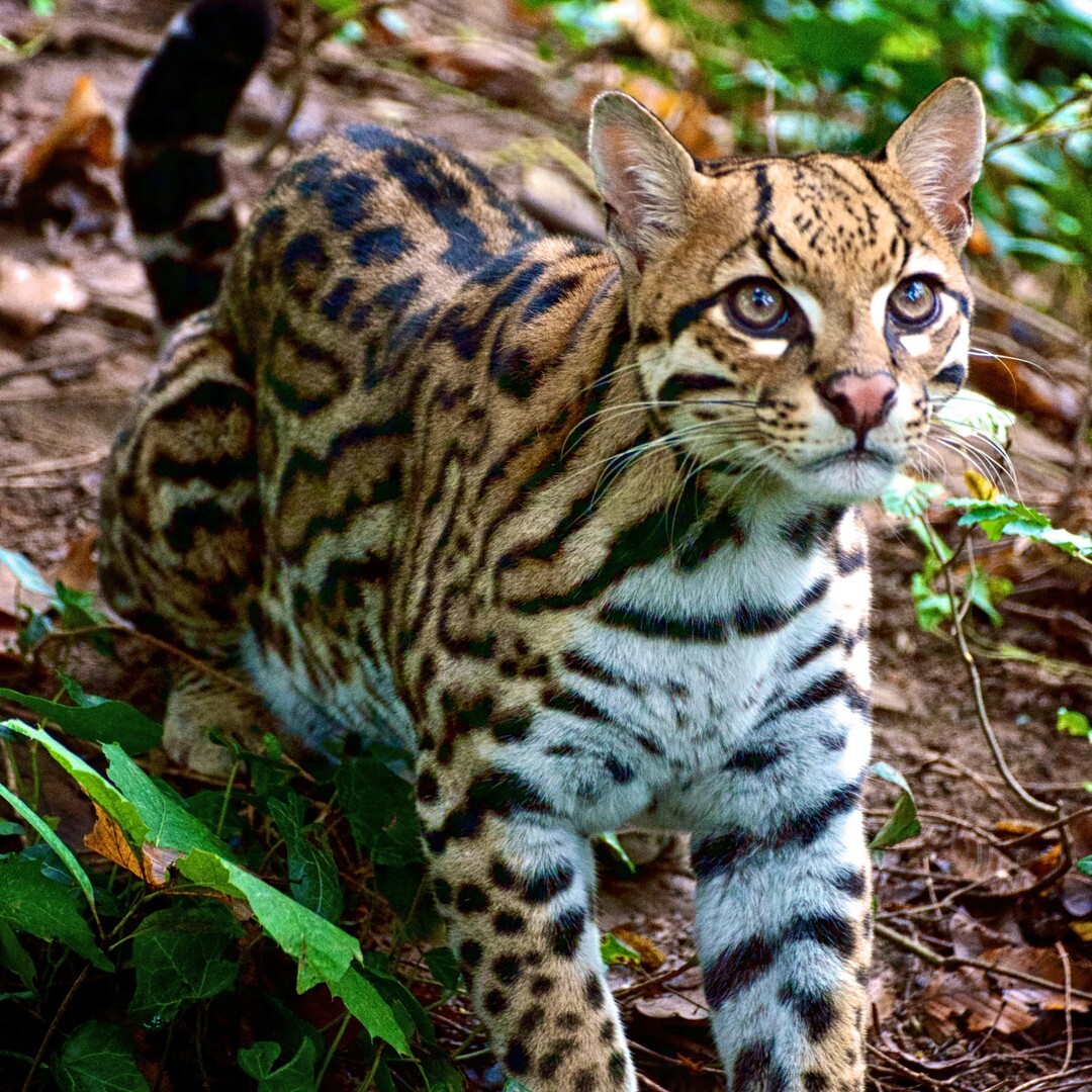 Ocelot - Ocelot, Small cats, Cat family, Predatory animals, Wild animals, Zoo, The photo