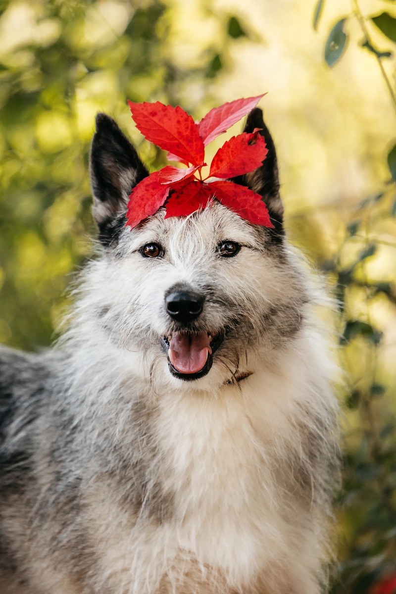 Sweet, charismatic and incredibly charming dog Sonechka as a gift - Dog, Shelter, Homeless animals, Overexposure, In good hands, Moscow, Longpost