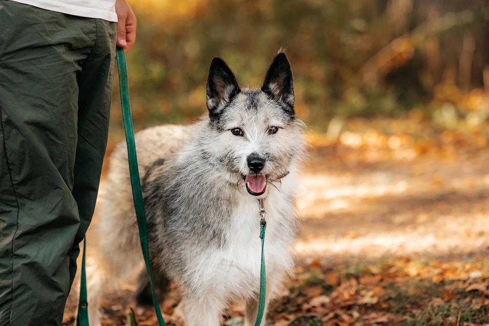 Sweet, charismatic and incredibly charming dog Sonechka as a gift - Dog, Shelter, Homeless animals, Overexposure, In good hands, Moscow, Longpost