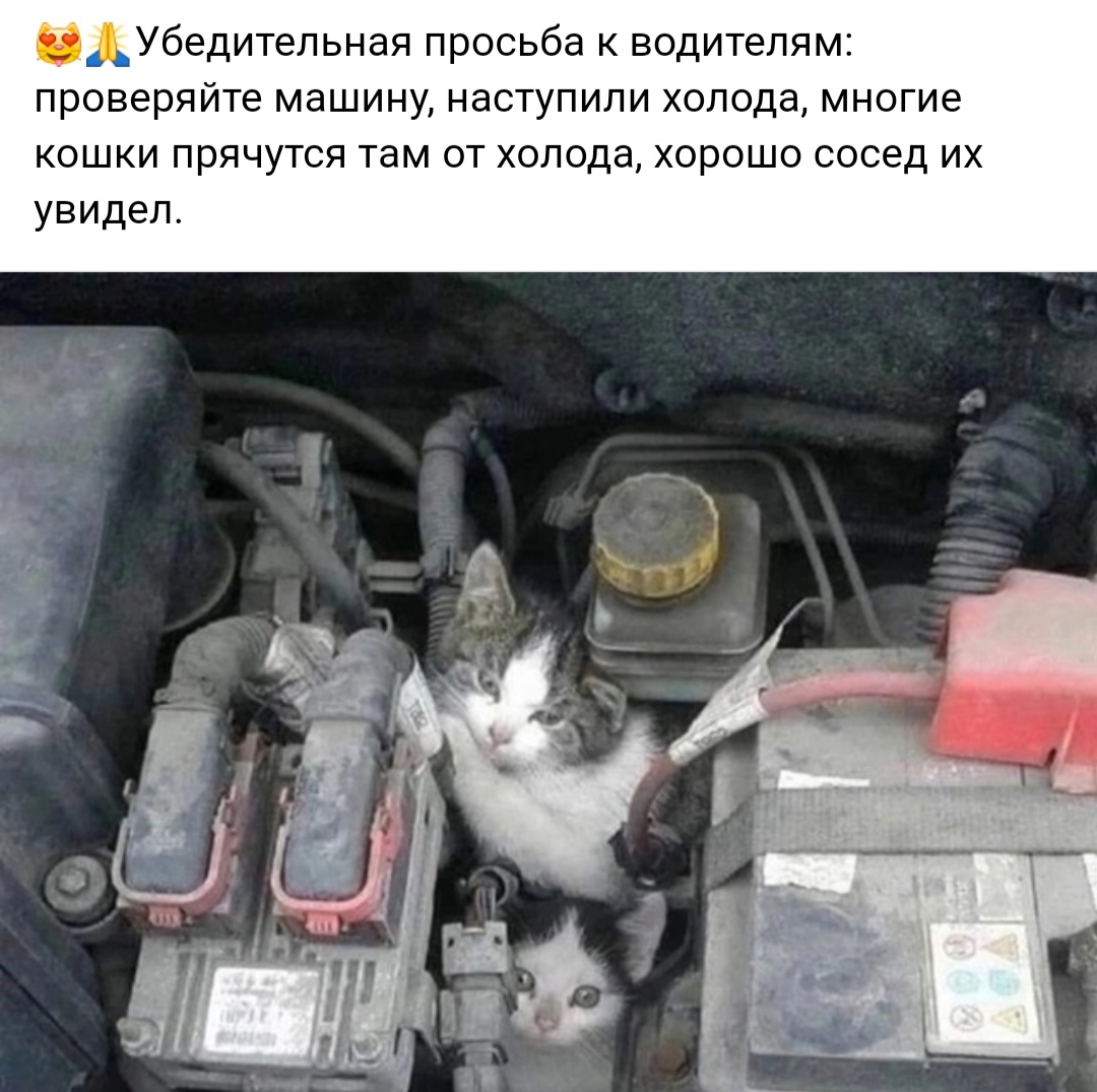 Kittens - Danger, Caution, Winter, cat, Picture with text