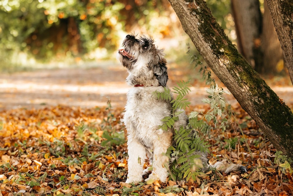 Mittelschnauzer Nyusha as a gift - In good hands, Overexposure, Shelter, Homeless animals, Moscow, Moscow region, Dog, Volunteering, Longpost