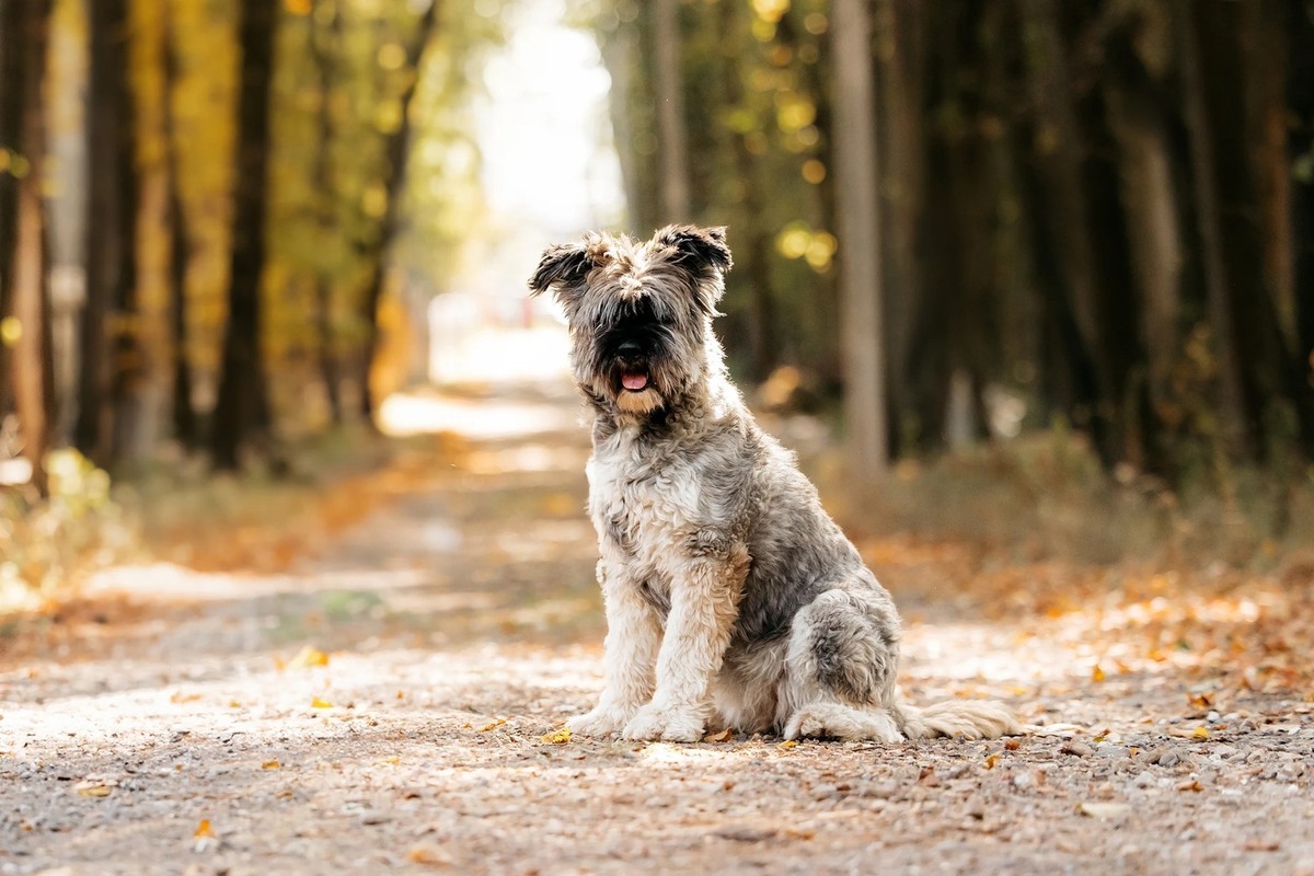 Mittelschnauzer Nyusha as a gift - In good hands, Overexposure, Shelter, Homeless animals, Moscow, Moscow region, Dog, Volunteering, Longpost