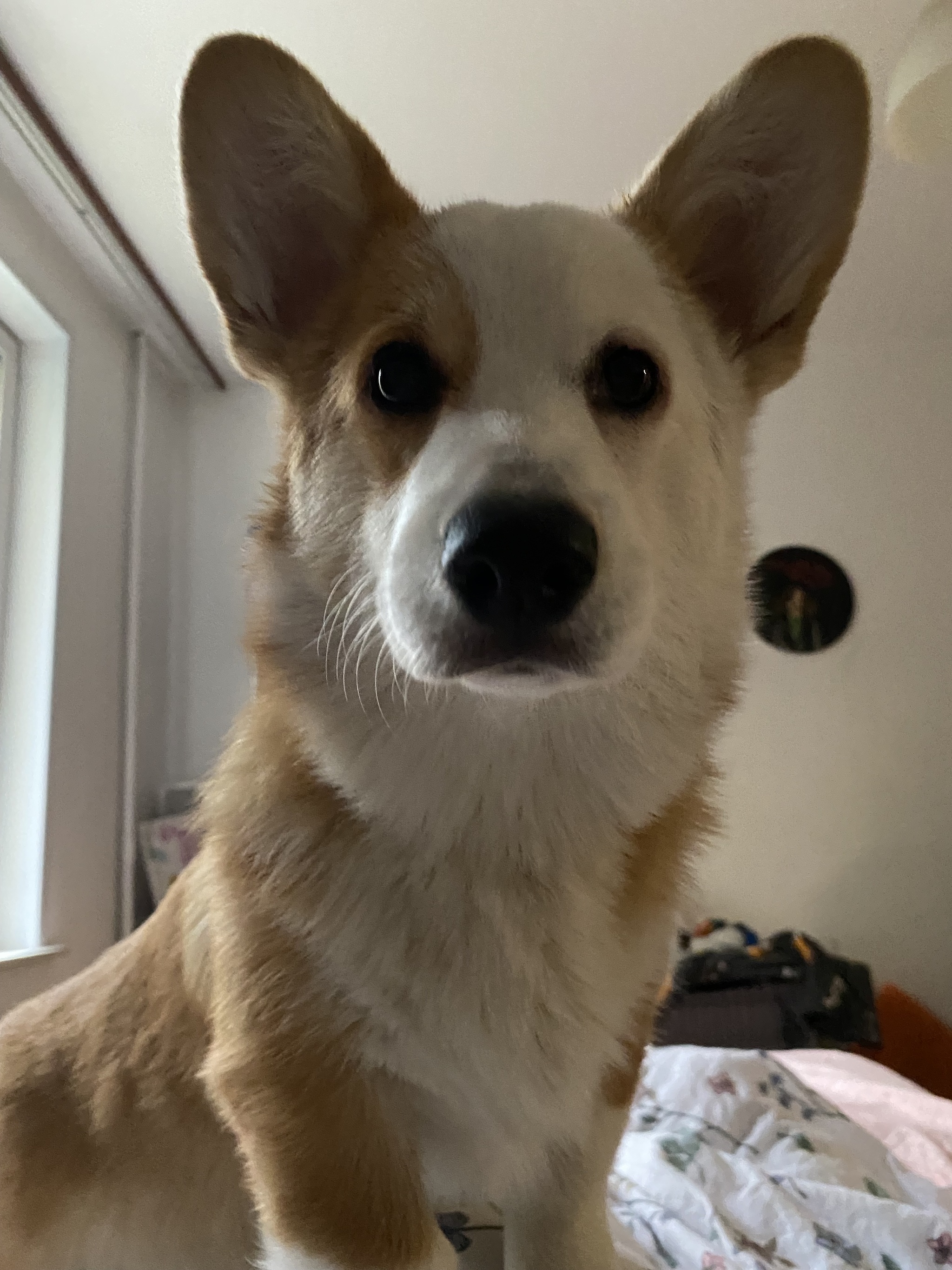 Good morning everyone) and have a productive day - My, Corgi, Milota, A wave of posts, Dog lovers, Dog, Friend, Puppies, Longpost