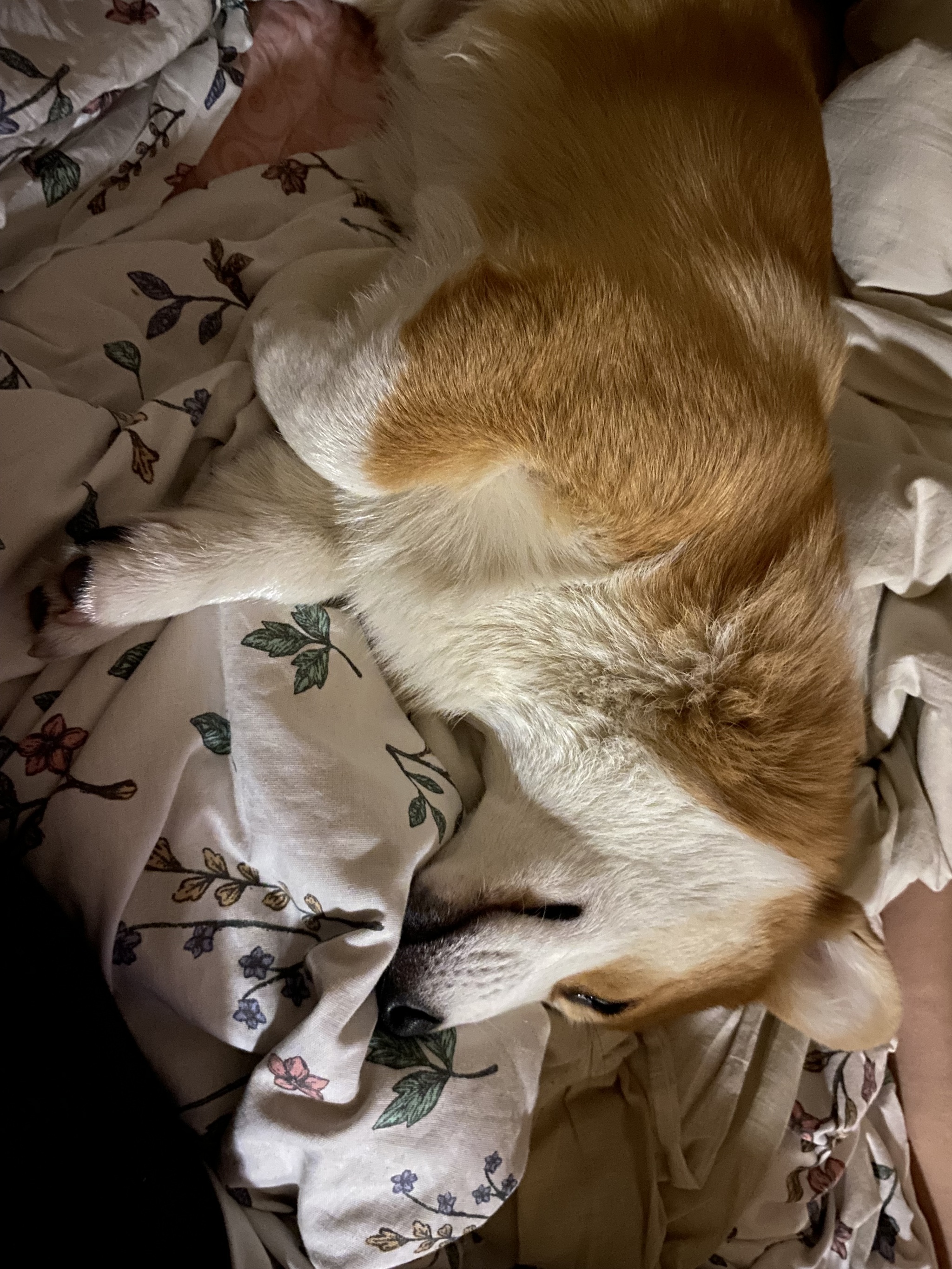 Good morning everyone) and have a productive day - My, Corgi, Milota, A wave of posts, Dog lovers, Dog, Friend, Puppies, Longpost