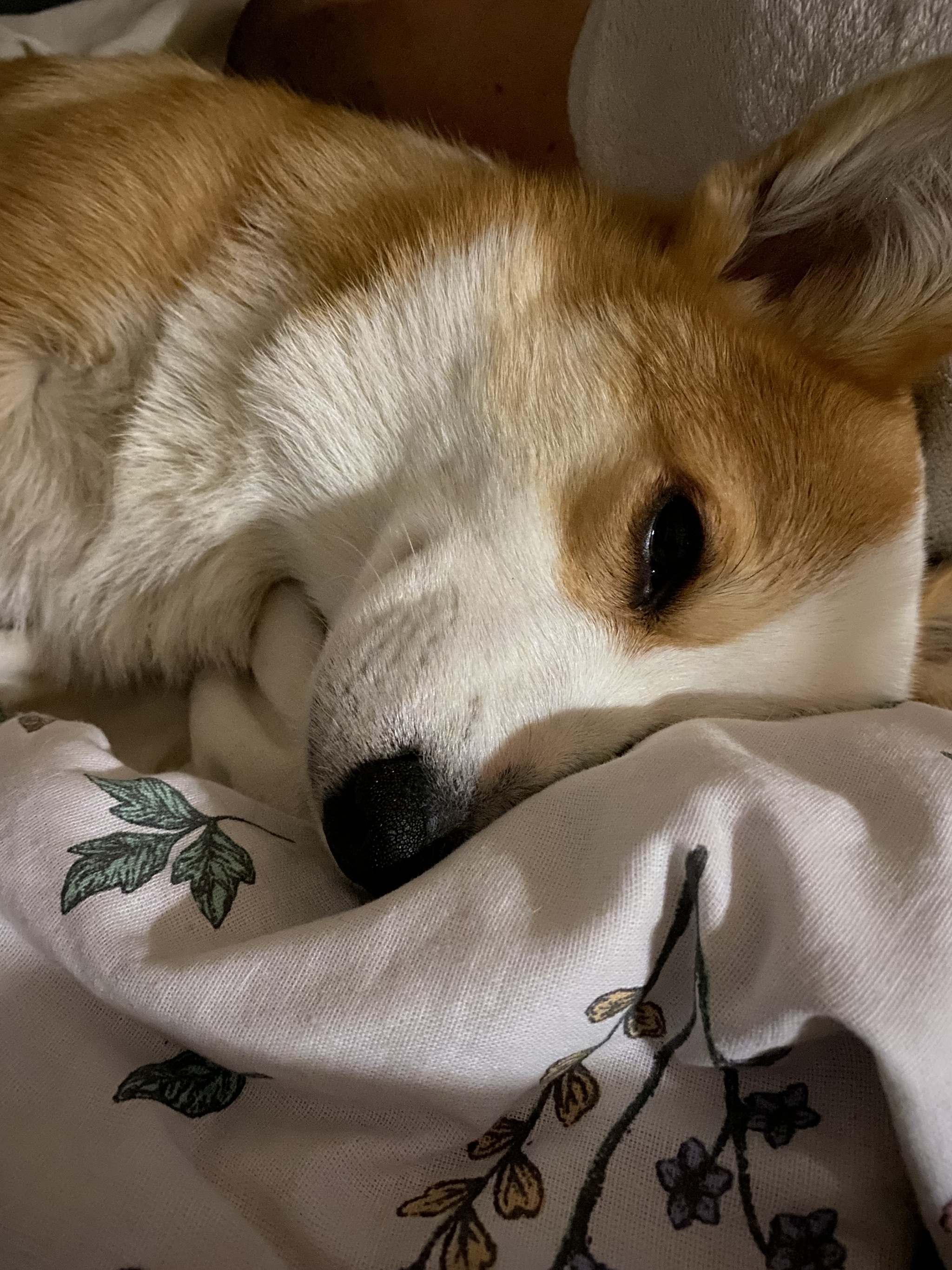 Good morning everyone) and have a productive day - My, Corgi, Milota, A wave of posts, Dog lovers, Dog, Friend, Puppies, Longpost