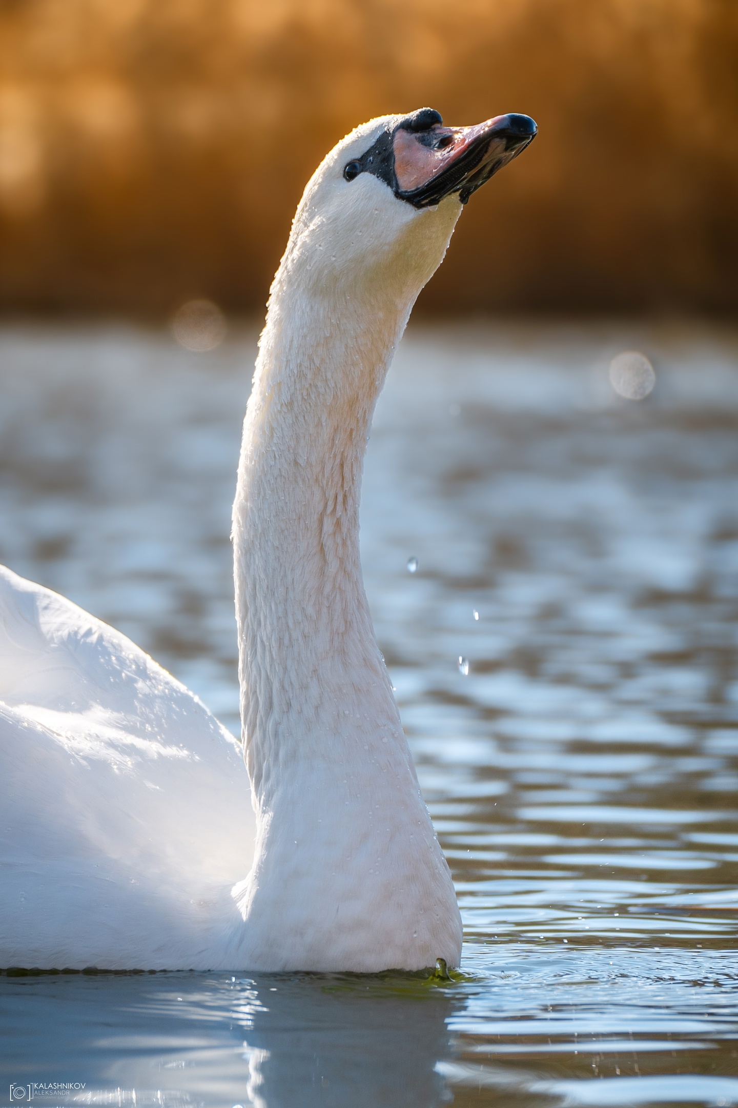 Swans in Omsk Park dedicated to the 30th Anniversary of the Komsomol - My, The photo, Omsk, Swans, Birds, Ornithology League, Bird watching, Ornithology, Photo hunting, Longpost