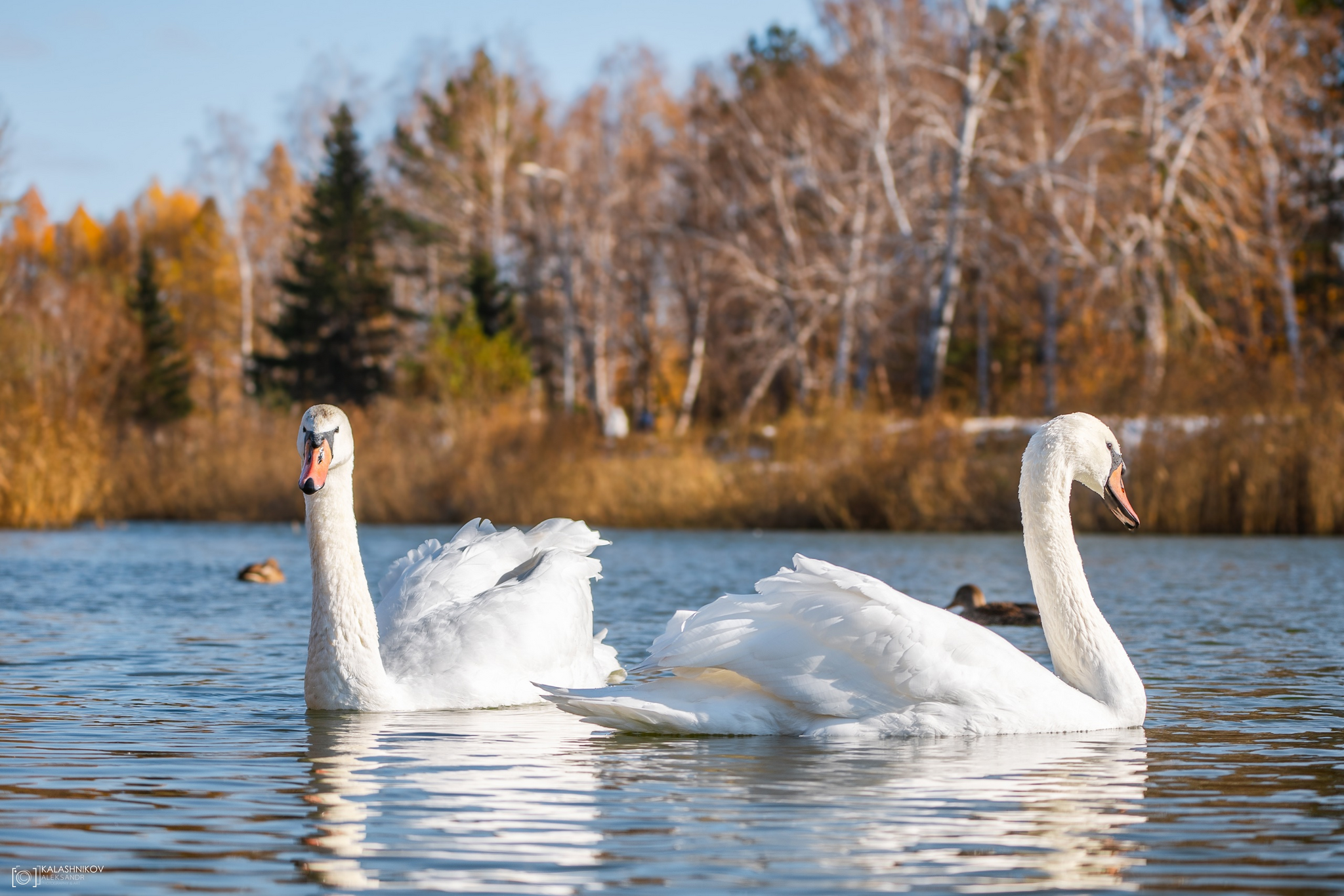 Swans in Omsk Park dedicated to the 30th Anniversary of the Komsomol - My, The photo, Omsk, Swans, Birds, Ornithology League, Bird watching, Ornithology, Photo hunting, Longpost