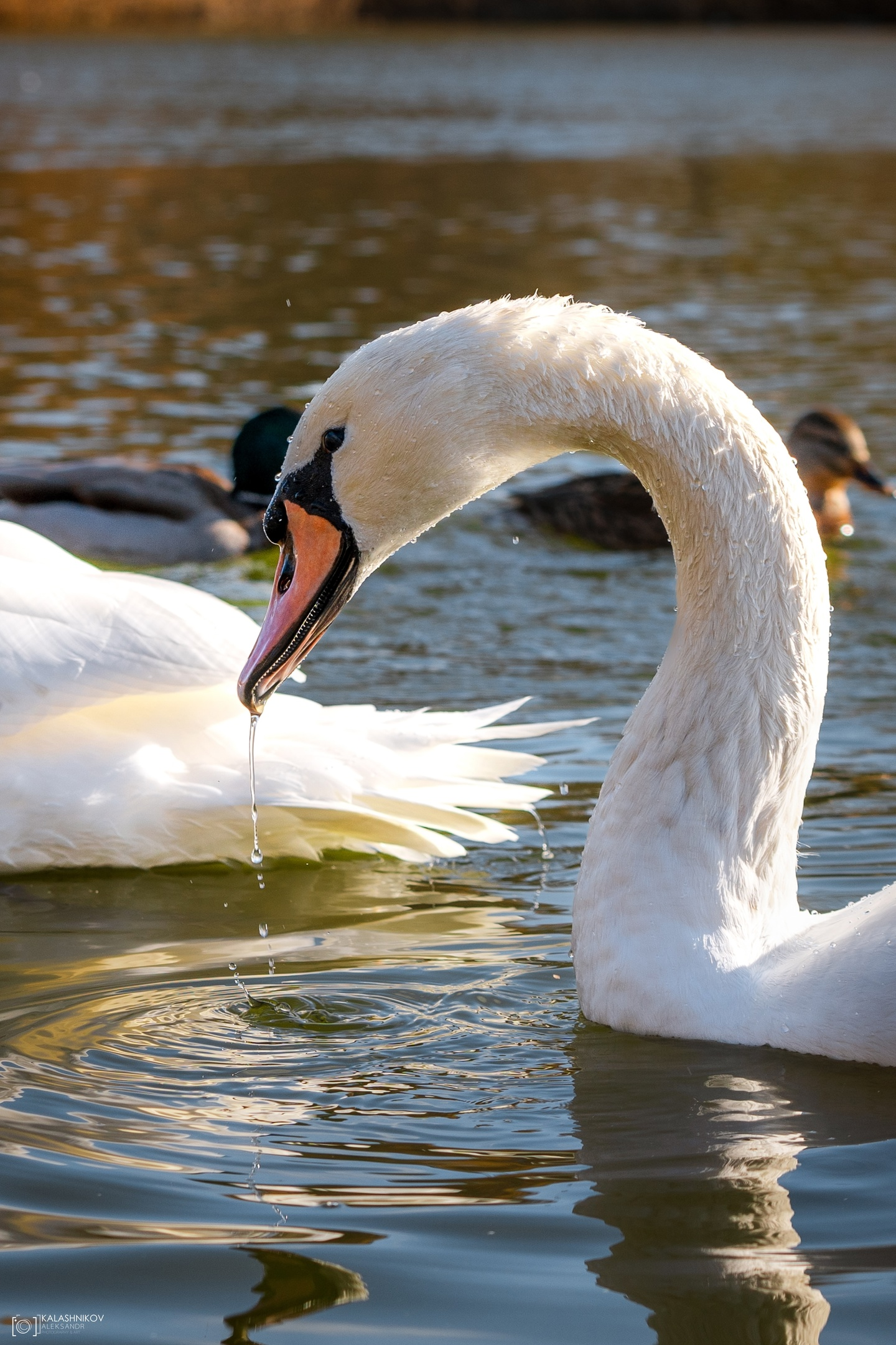 Swans in Omsk Park dedicated to the 30th Anniversary of the Komsomol - My, The photo, Omsk, Swans, Birds, Ornithology League, Bird watching, Ornithology, Photo hunting, Longpost