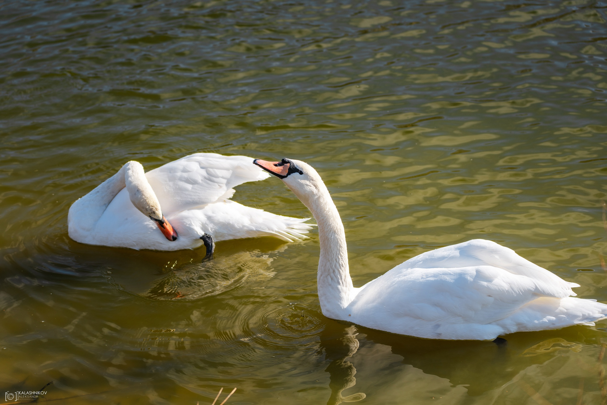 Swans in Omsk Park dedicated to the 30th Anniversary of the Komsomol - My, The photo, Omsk, Swans, Birds, Ornithology League, Bird watching, Ornithology, Photo hunting, Longpost