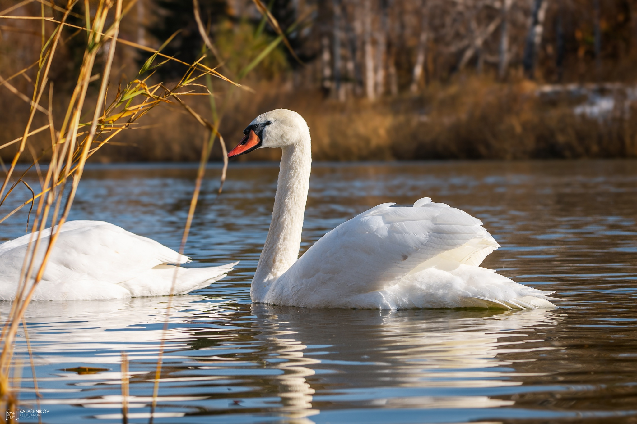 Swans in Omsk Park dedicated to the 30th Anniversary of the Komsomol - My, The photo, Omsk, Swans, Birds, Ornithology League, Bird watching, Ornithology, Photo hunting, Longpost