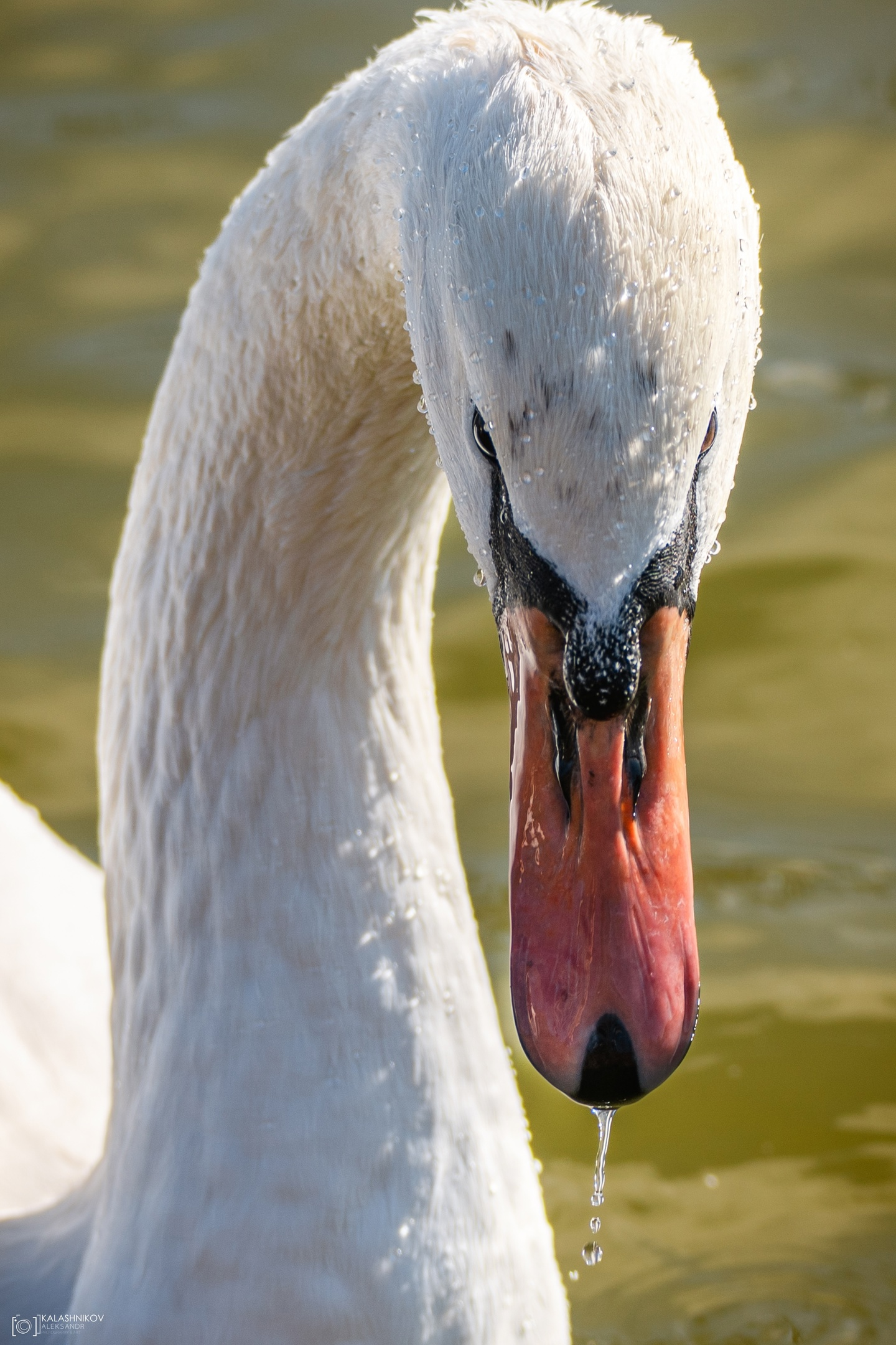 Swans in Omsk Park dedicated to the 30th Anniversary of the Komsomol - My, The photo, Omsk, Swans, Birds, Ornithology League, Bird watching, Ornithology, Photo hunting, Longpost