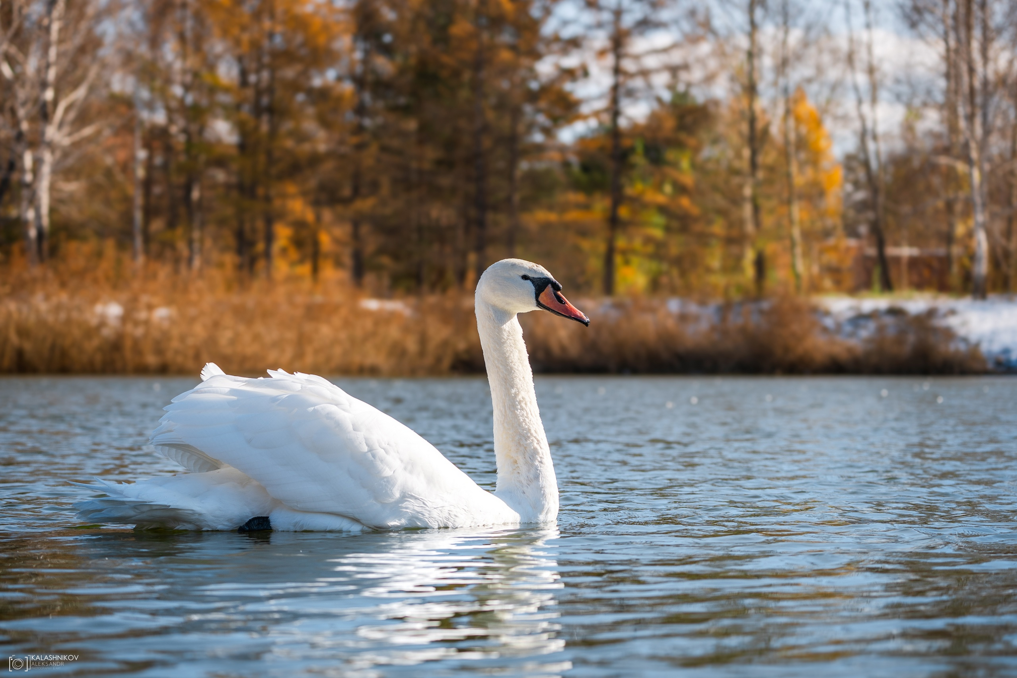 Swans in Omsk Park dedicated to the 30th Anniversary of the Komsomol - My, The photo, Omsk, Swans, Birds, Ornithology League, Bird watching, Ornithology, Photo hunting, Longpost