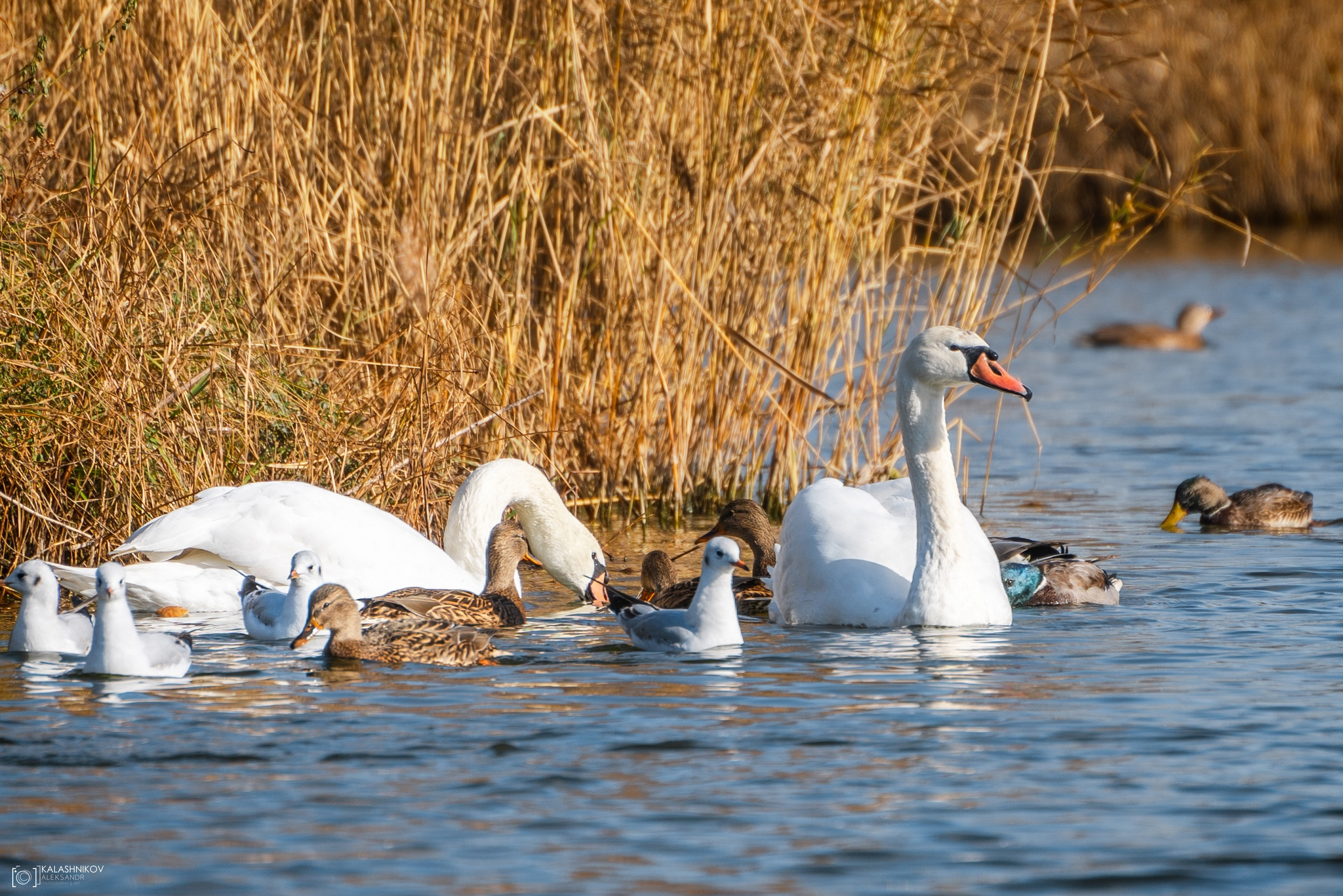 Swans in Omsk Park dedicated to the 30th Anniversary of the Komsomol - My, The photo, Omsk, Swans, Birds, Ornithology League, Bird watching, Ornithology, Photo hunting, Longpost