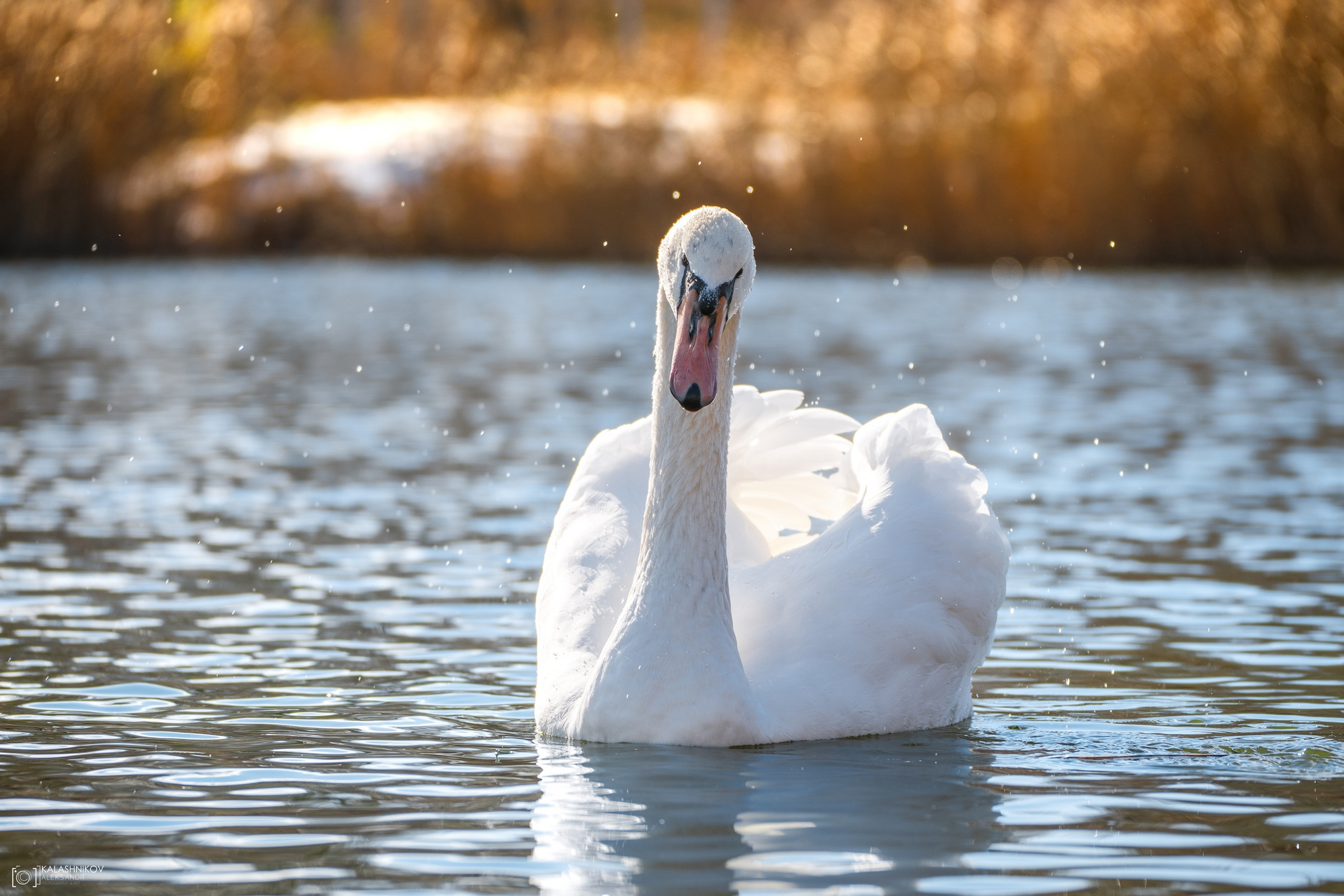 Swans in Omsk Park dedicated to the 30th Anniversary of the Komsomol - My, The photo, Omsk, Swans, Birds, Ornithology League, Bird watching, Ornithology, Photo hunting, Longpost