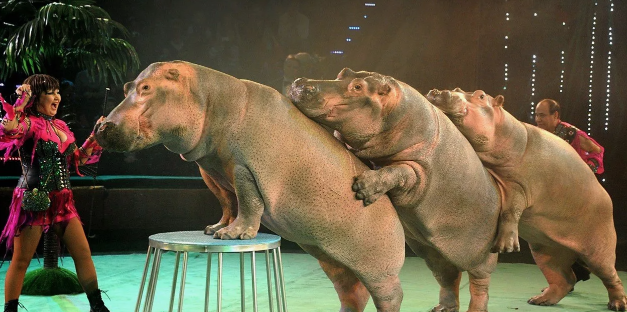 Animals and circus... - Ecology, Politics, Animals