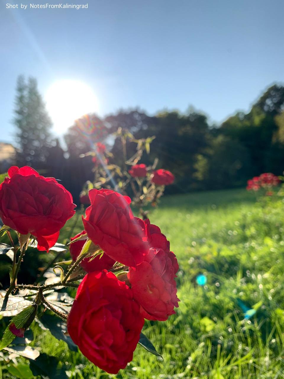 Roses - My, the Rose, Bloom, Plants, City walk, Street photography, The photo, Flowers, Kaliningrad, Kaliningrad region, The park, Longpost