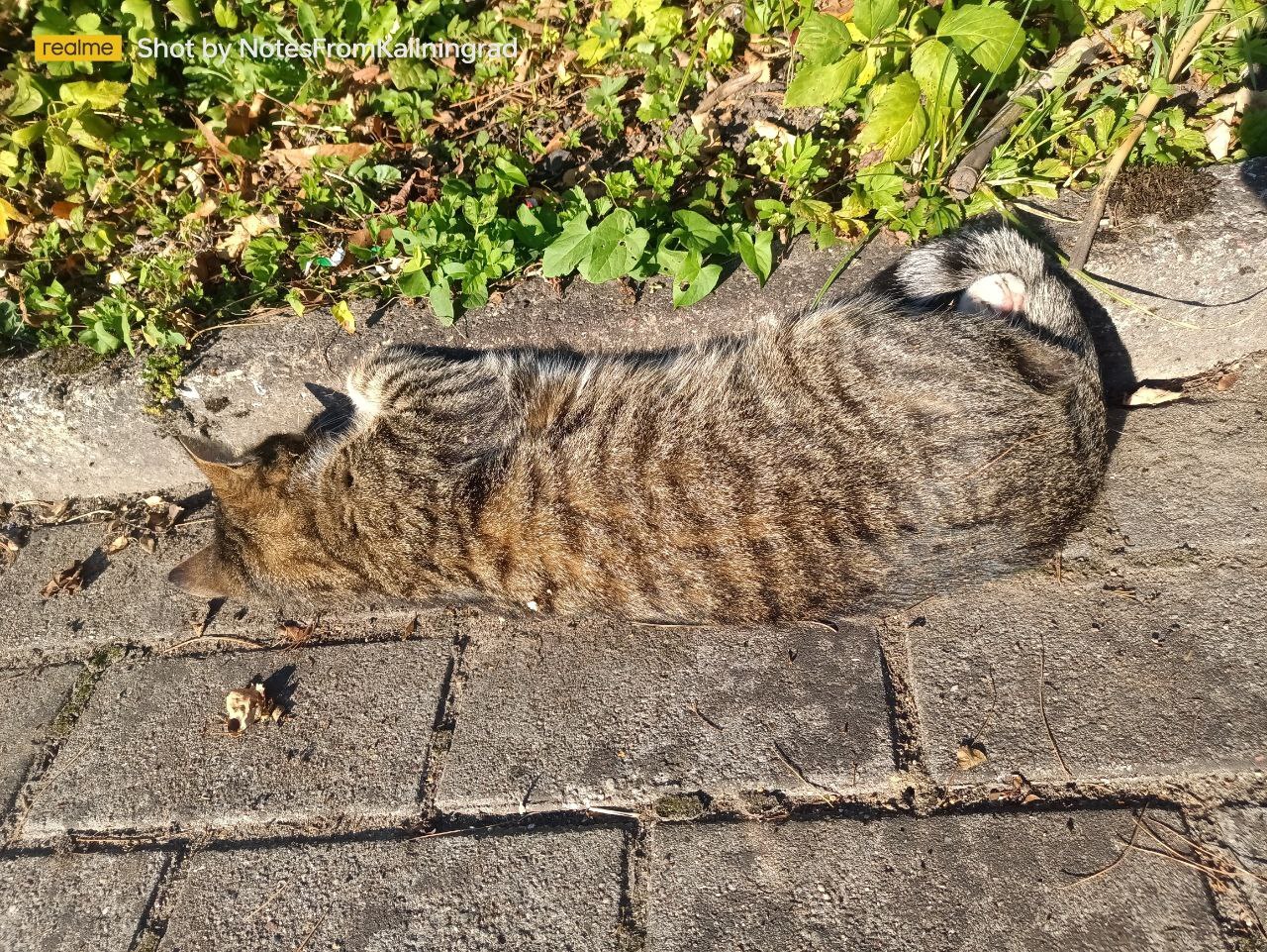 City beauties - My, cat, Kaliningrad, City walk, Fluffy, Pet the cat, Kaliningrad region, Street photography, The photo, Longpost