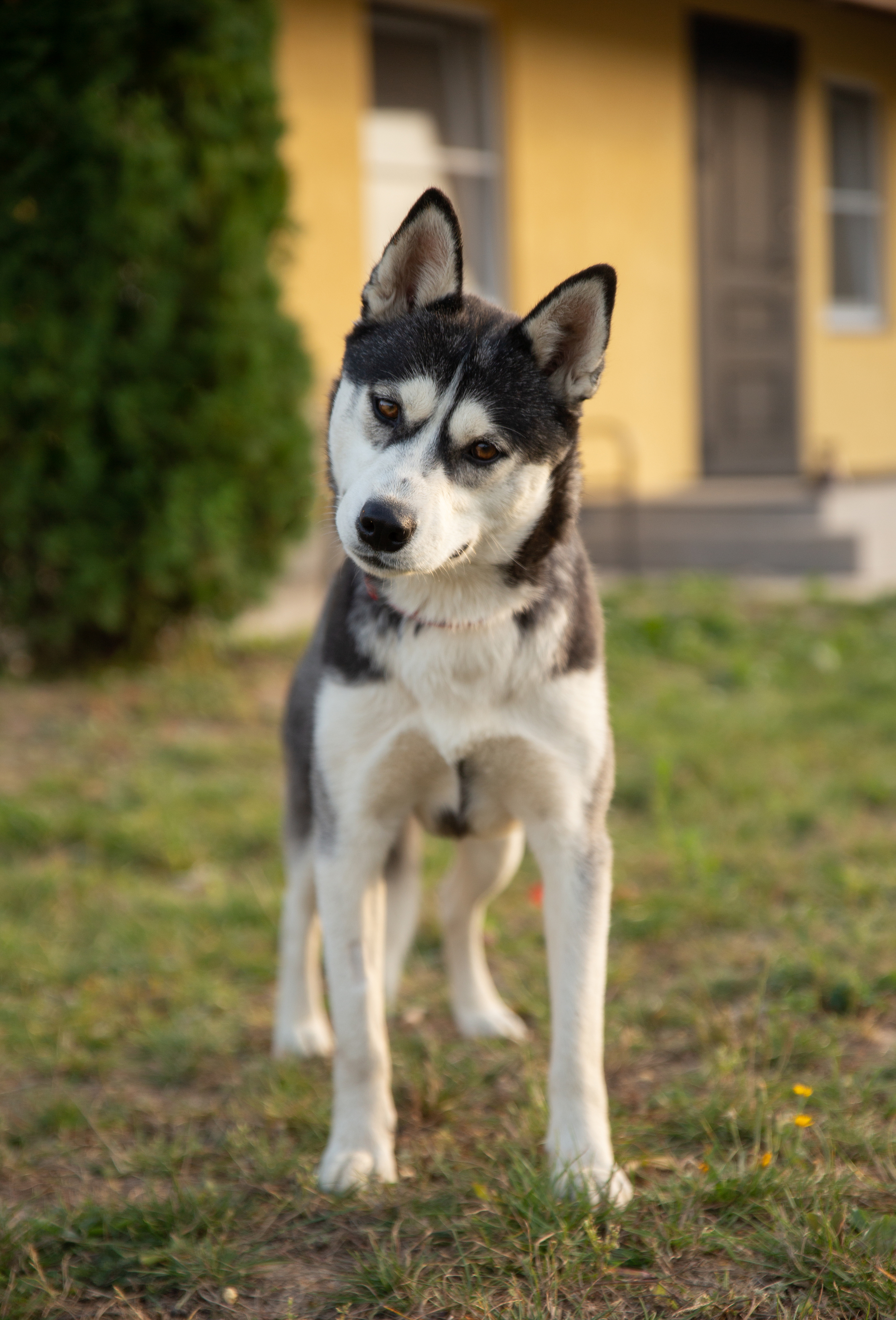 Abandoned husky girl Alaska. Needs a home urgently! - My, The rescue, Puppies, Dog lovers, Homeless animals, Overexposure, Longpost, Volunteering, Good league, Lost, Shelter, In good hands, The photo