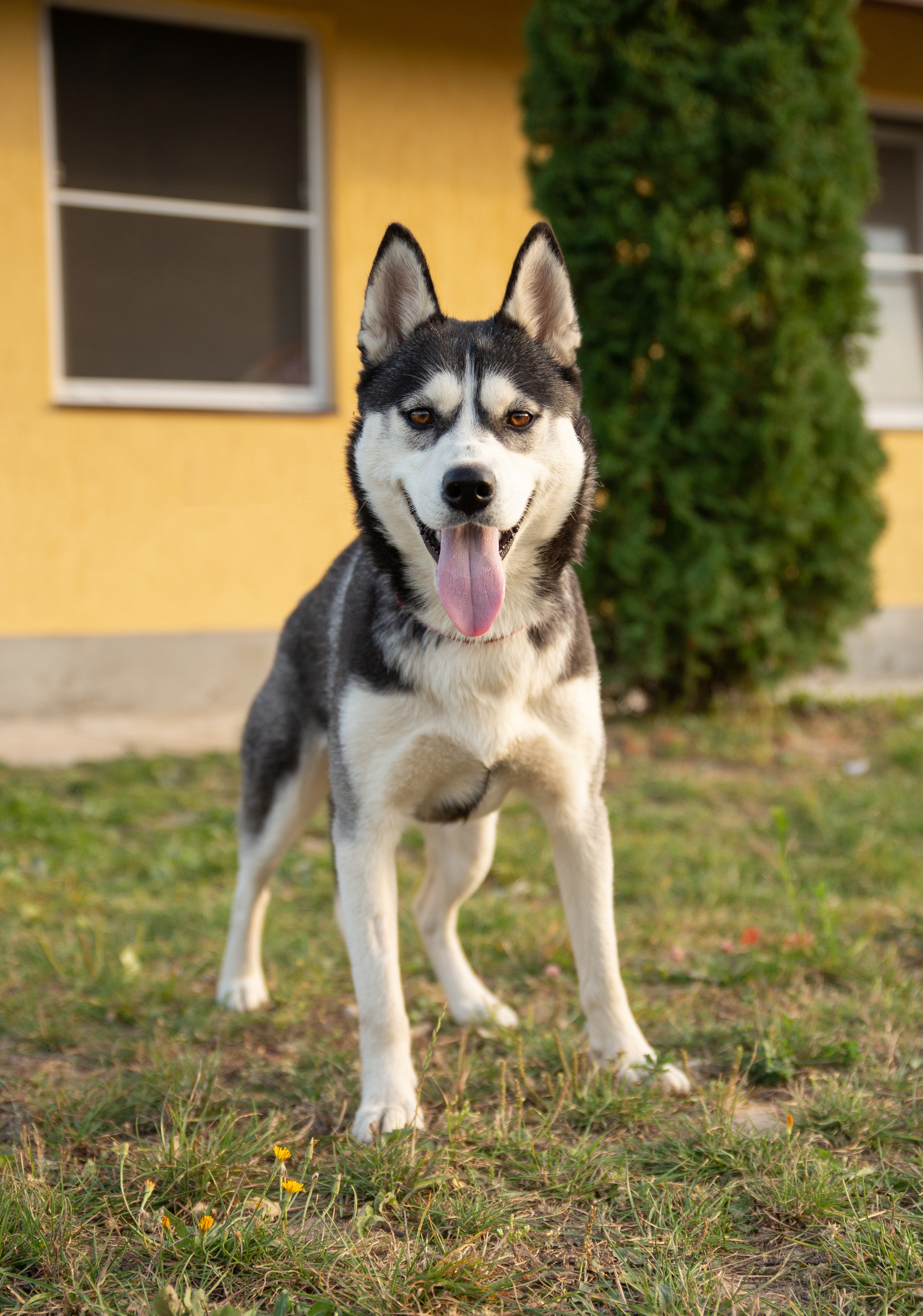 Abandoned husky girl Alaska. Needs a home urgently! - My, The rescue, Puppies, Dog lovers, Homeless animals, Overexposure, Longpost, Volunteering, Good league, Lost, Shelter, In good hands, The photo