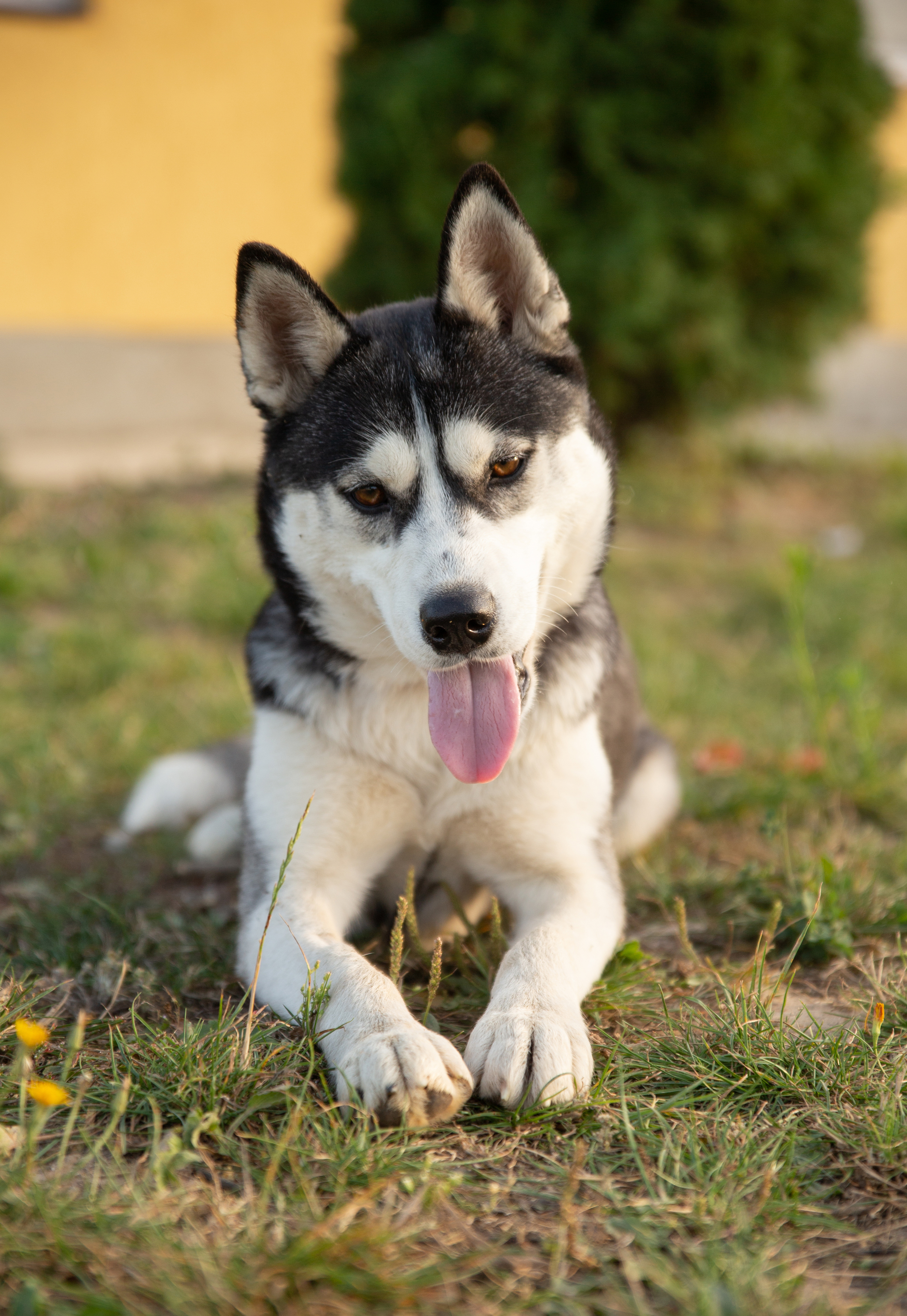 Abandoned husky girl Alaska. Needs a home urgently! - My, The rescue, Puppies, Dog lovers, Homeless animals, Overexposure, Longpost, Volunteering, Good league, Lost, Shelter, In good hands, The photo