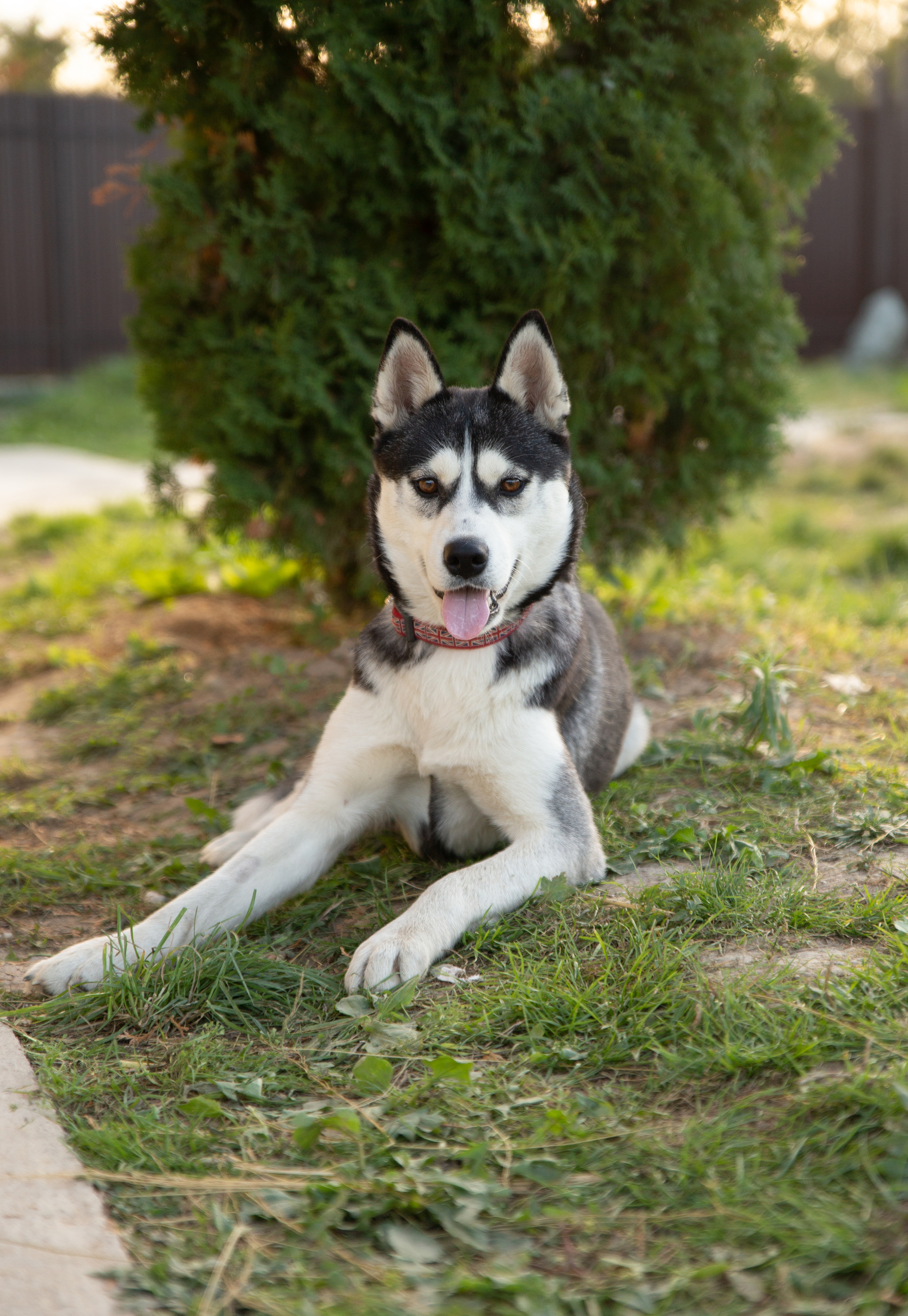 Abandoned husky girl Alaska. Needs a home urgently! - My, The rescue, Puppies, Dog lovers, Homeless animals, Overexposure, Longpost, Volunteering, Good league, Lost, Shelter, In good hands, The photo