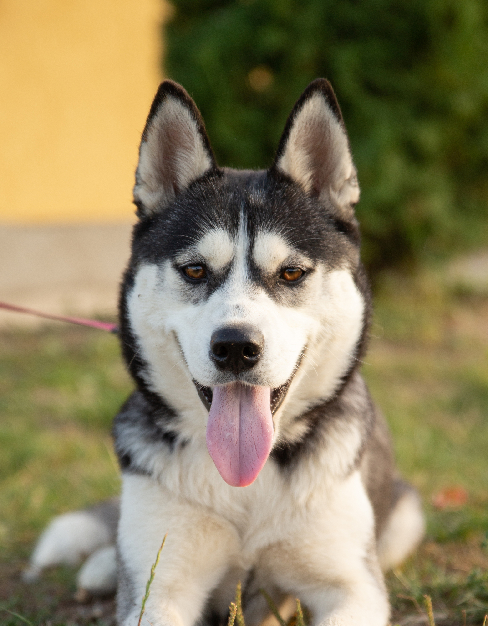 Abandoned husky girl Alaska. Needs a home urgently! - My, The rescue, Puppies, Dog lovers, Homeless animals, Overexposure, Longpost, Volunteering, Good league, Lost, Shelter, In good hands, The photo