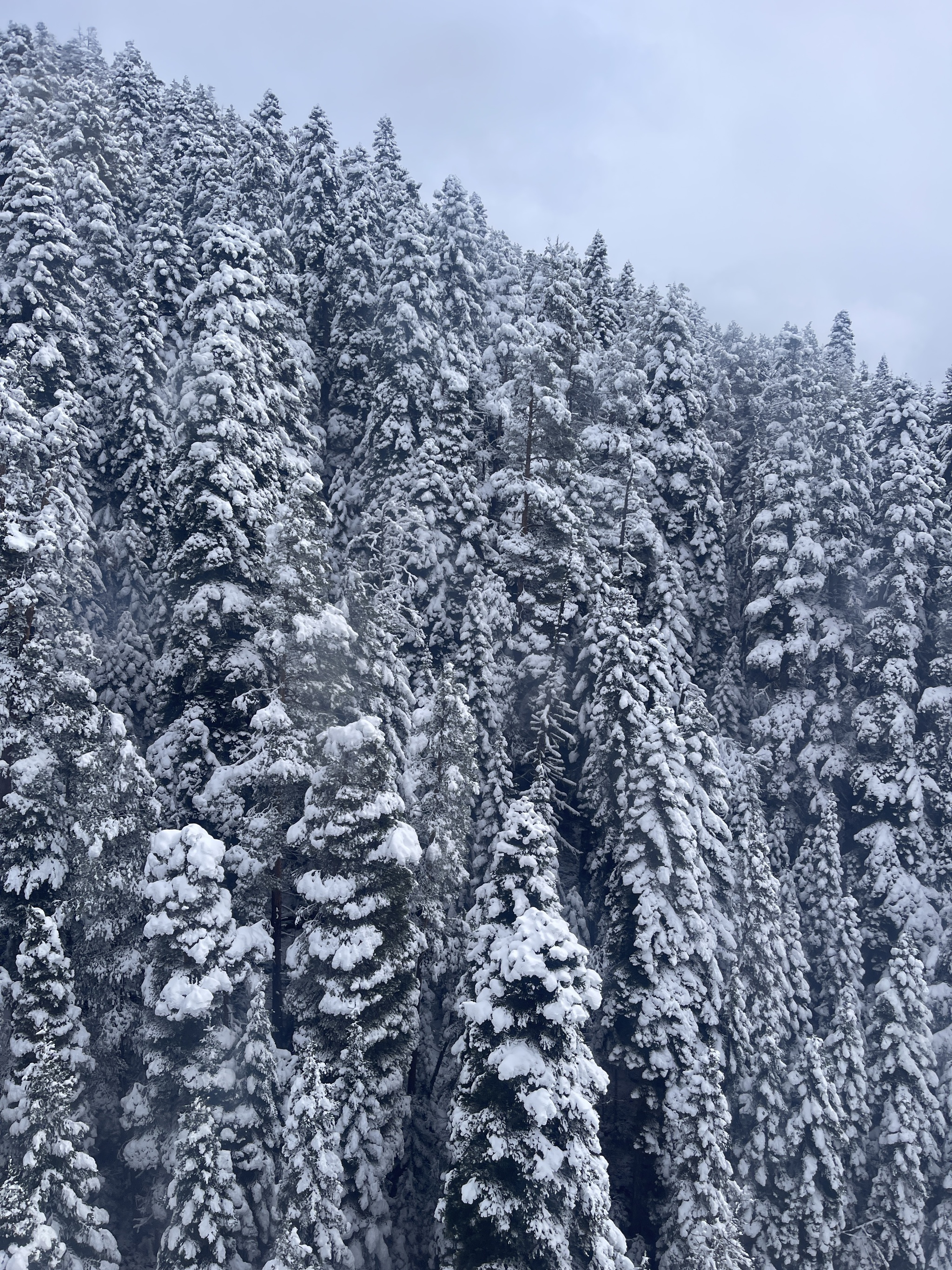 We came to Arkhyz for autumn to see - My, Arkhyz, Autumn, 2024, Snow, Weather, Nature, The photo, Longpost