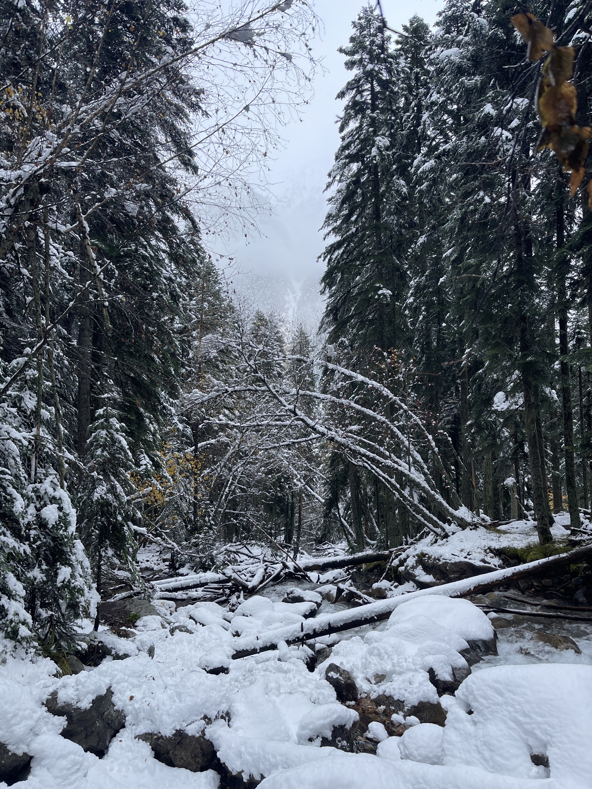 We came to Arkhyz for autumn to see - My, Arkhyz, Autumn, 2024, Snow, Weather, Nature, The photo, Longpost