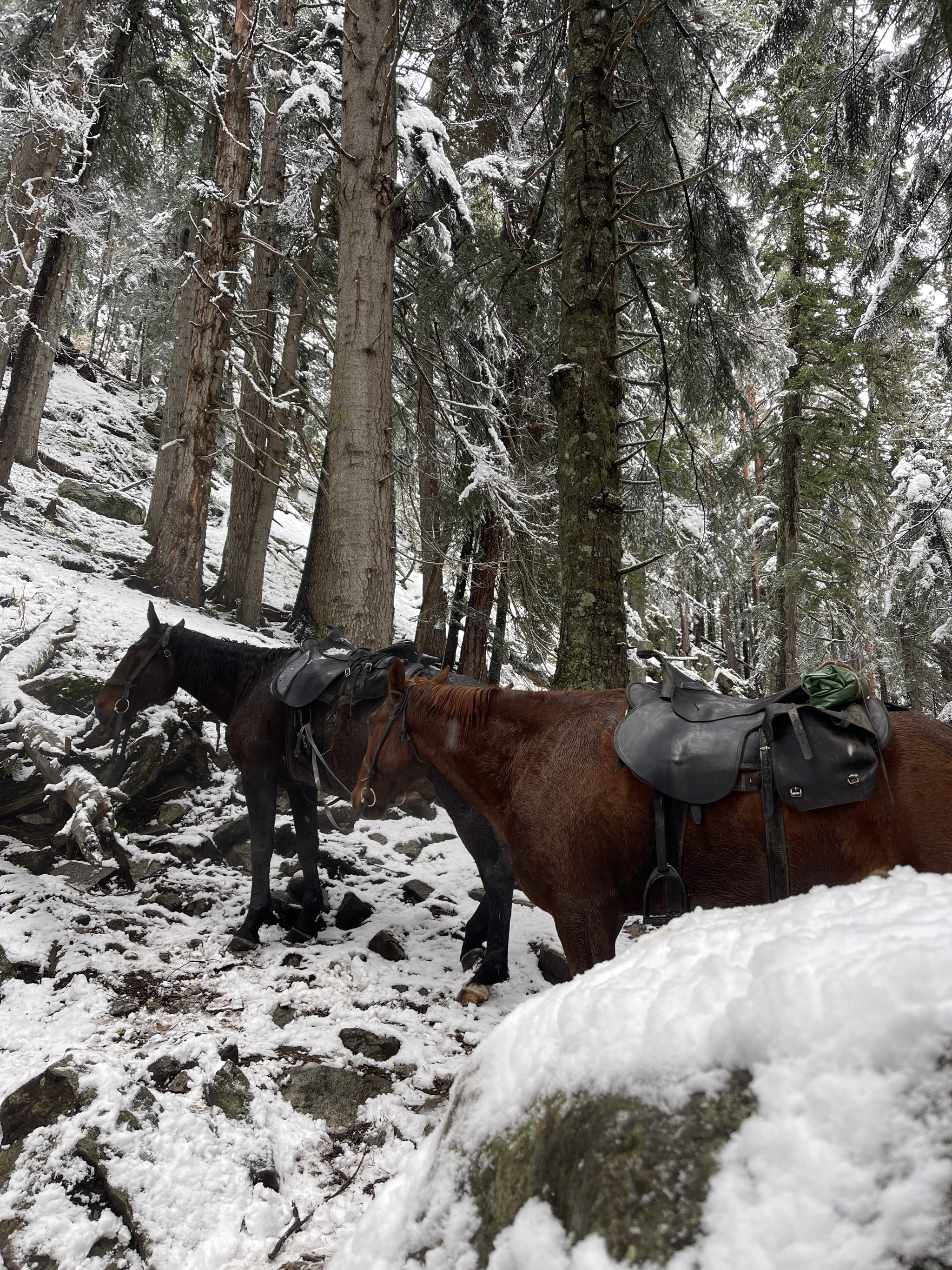 We came to Arkhyz for autumn to see - My, Arkhyz, Autumn, 2024, Snow, Weather, Nature, The photo, Longpost