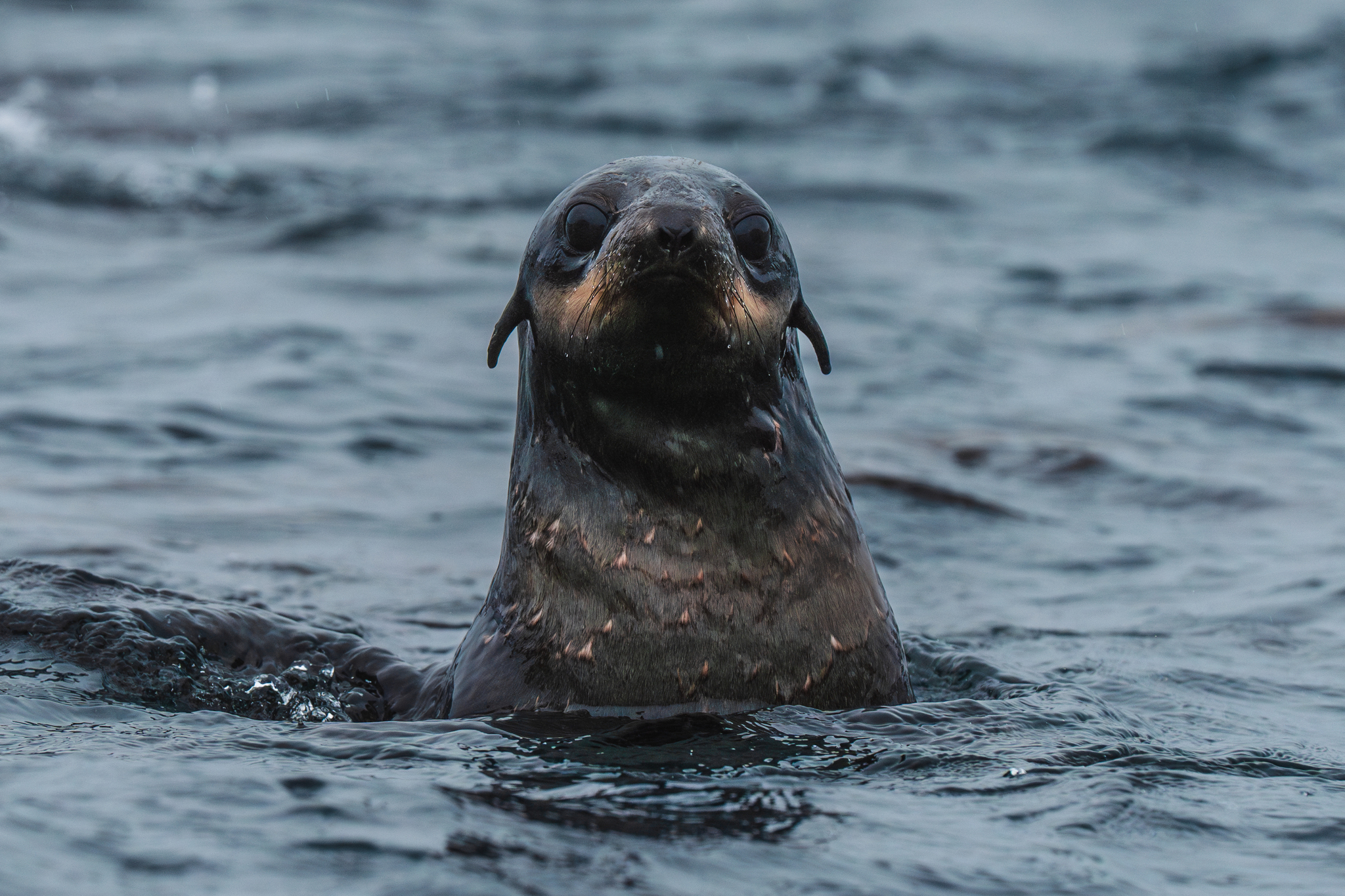 Alien in the water - My, In the animal world, Bathing, Fur seal, Animals, Nature, wildlife, The nature of Russia, Travels, Travel across Russia, Kurile Islands, Rare view, Marine life