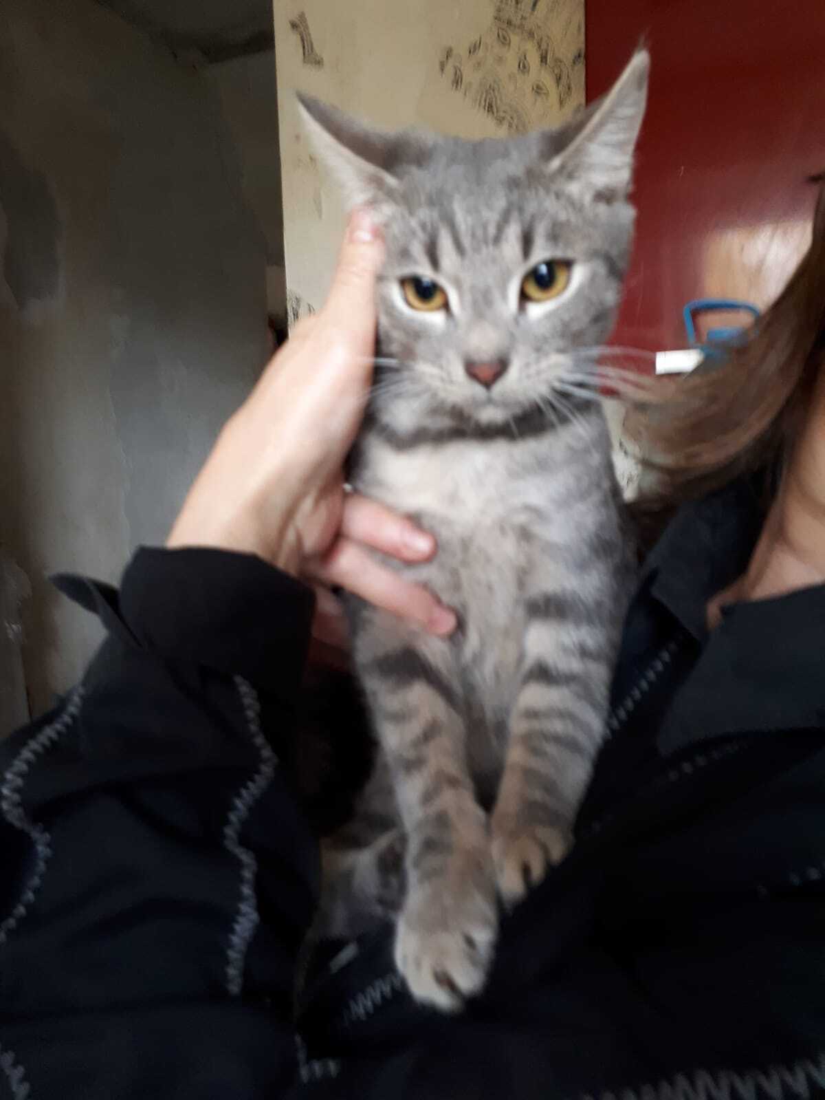 Krasnodar Cats left without owner - No rating, Pets, cat, Helping animals, Cat's food, Краснодарский Край, Longpost, In good hands