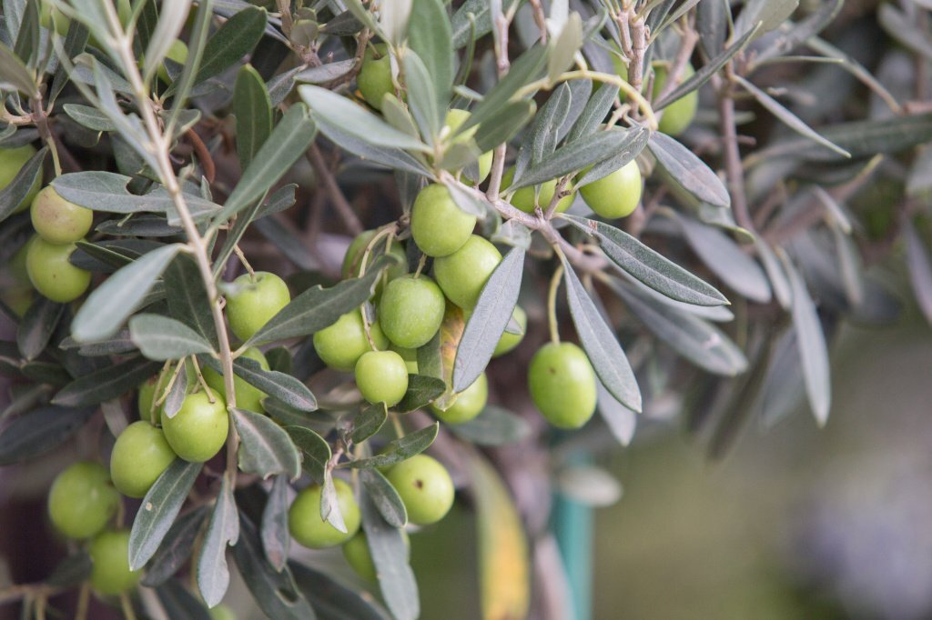 Spain is going to heat itself with olive pits - Ecology, Scientists, The science, Research, Longpost