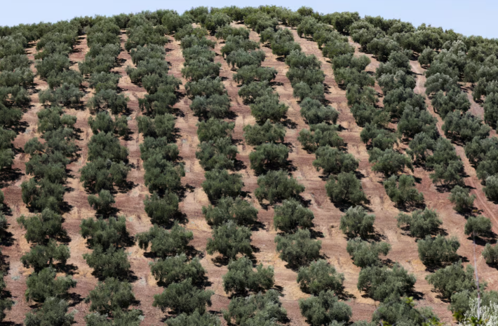 Spain is going to heat itself with olive pits - Ecology, Scientists, The science, Research, Longpost