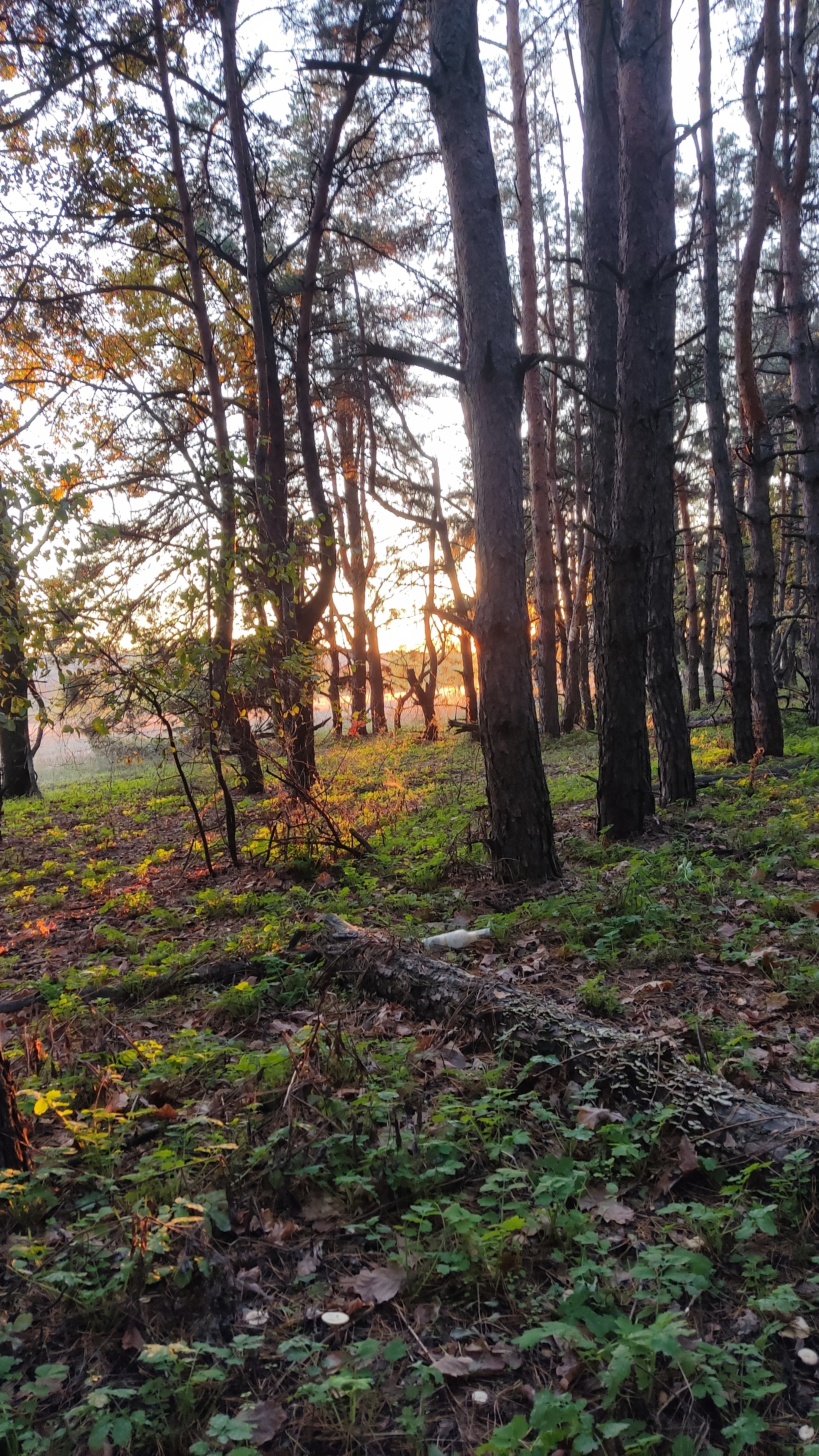 In the autumn forest - My, Mobile photography, Autumn, Mushroom pickers, Mushrooms, Chernozemye, Longpost, Walk in the woods