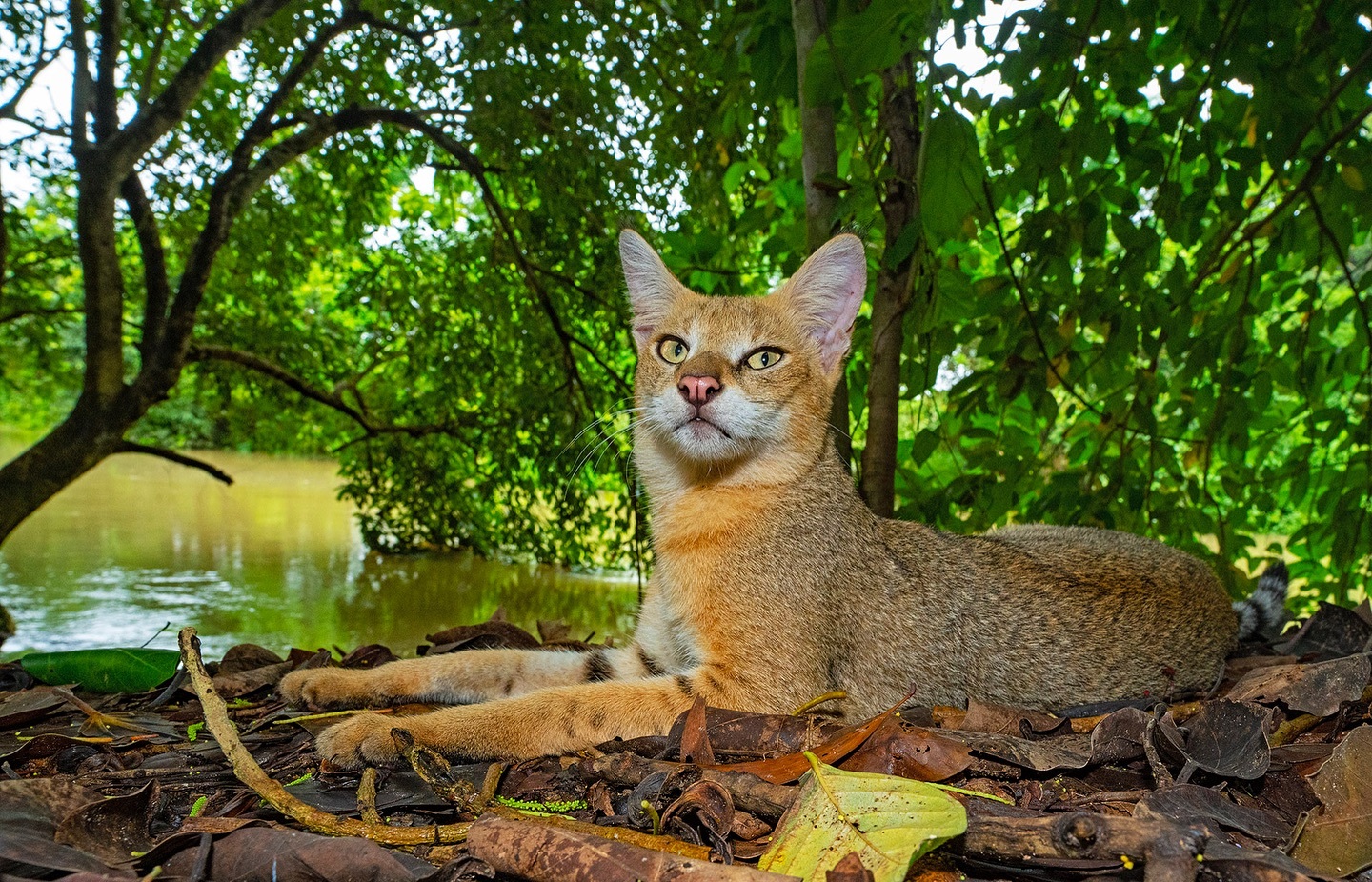 Jungle cat - Jungle cat, Small cats, Cat family, Predatory animals, Wild animals, wildlife, India, The photo