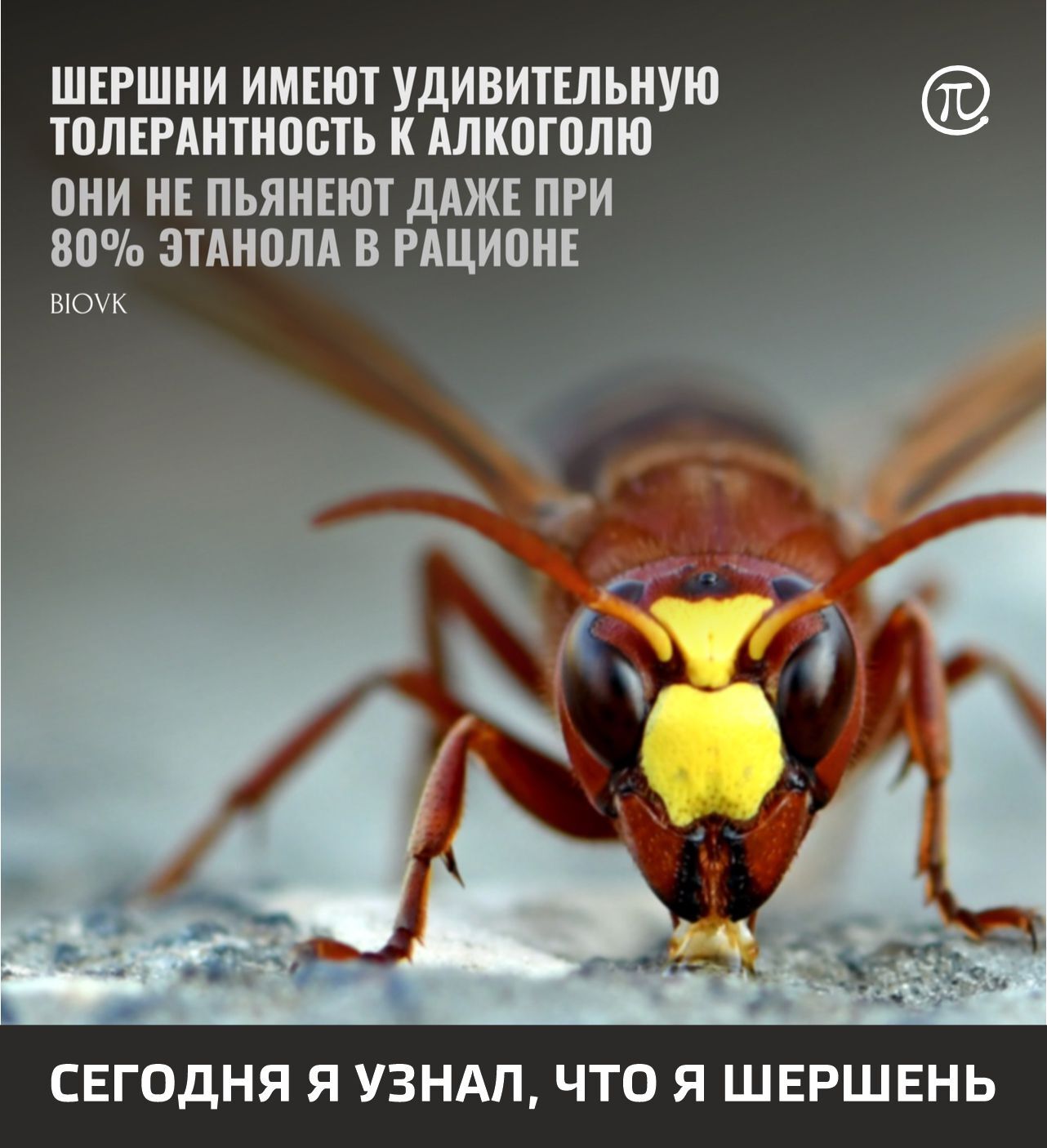 I am a hornet - My, Humor, Picture with text, Hornet, Alcohol