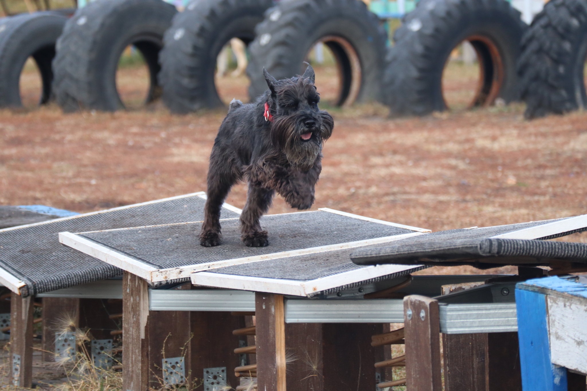 Dog training in Omsk - OCSSSS 19 - 10 - 2024 - Dog, Dog lovers, Puppies, Omsk, Training, Г“Г±Г±Г±, Friend, Care, Longpost