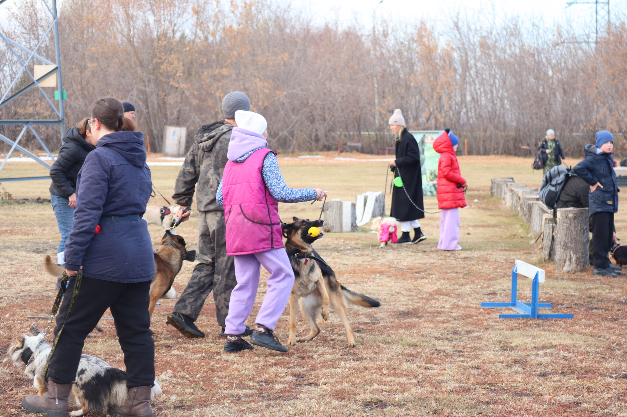 Dog training in Omsk - OCSSSS 19 - 10 - 2024 - Dog, Dog lovers, Puppies, Omsk, Training, Г“Г±Г±Г±, Friend, Care, Longpost