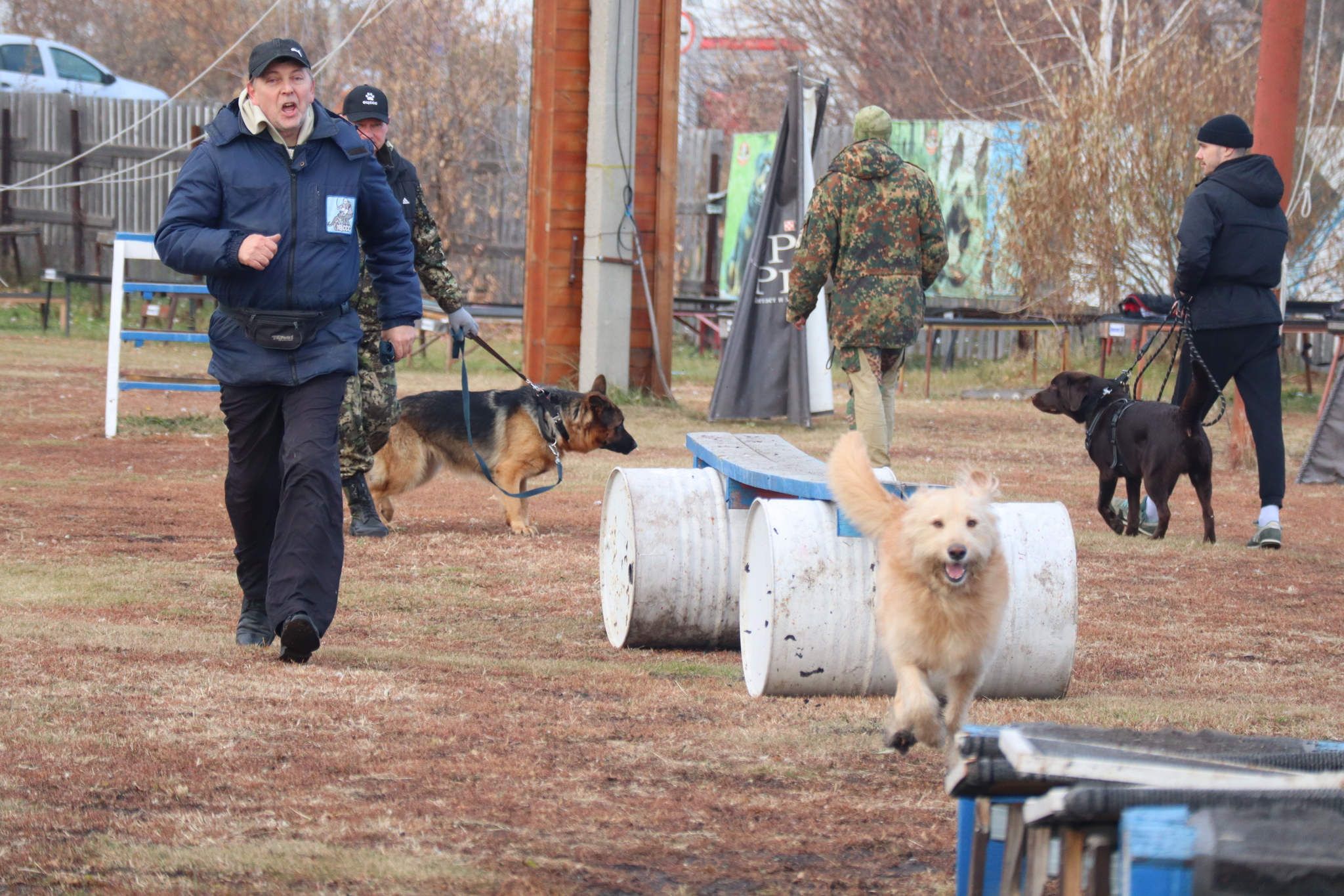 Dog training in Omsk - OCSSSS 19 - 10 - 2024 - Dog, Dog lovers, Puppies, Omsk, Training, Г“Г±Г±Г±, Friend, Care, Longpost