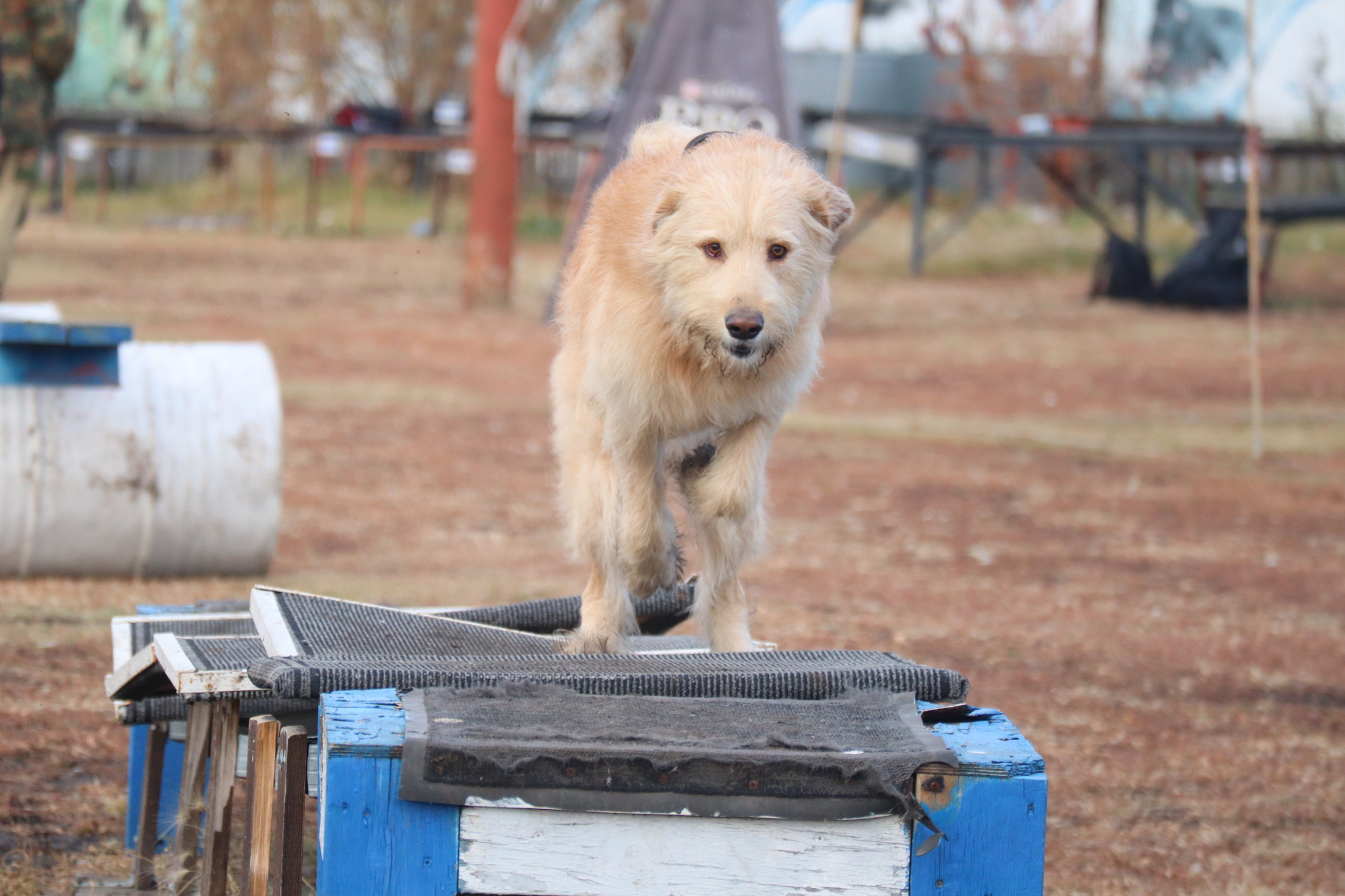 Dog training in Omsk - OCSSSS 19 - 10 - 2024 - Dog, Dog lovers, Puppies, Omsk, Training, Г“Г±Г±Г±, Friend, Care, Longpost