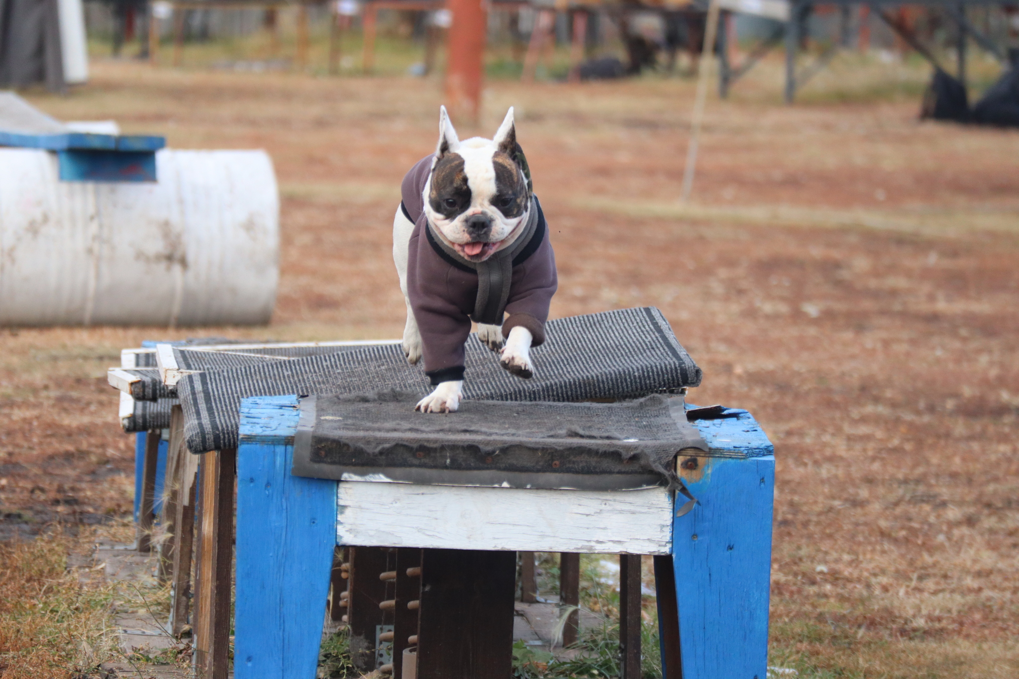 Dog training in Omsk - OCSSSS 19 - 10 - 2024 - Dog, Dog lovers, Puppies, Omsk, Training, Г“Г±Г±Г±, Friend, Care, Longpost