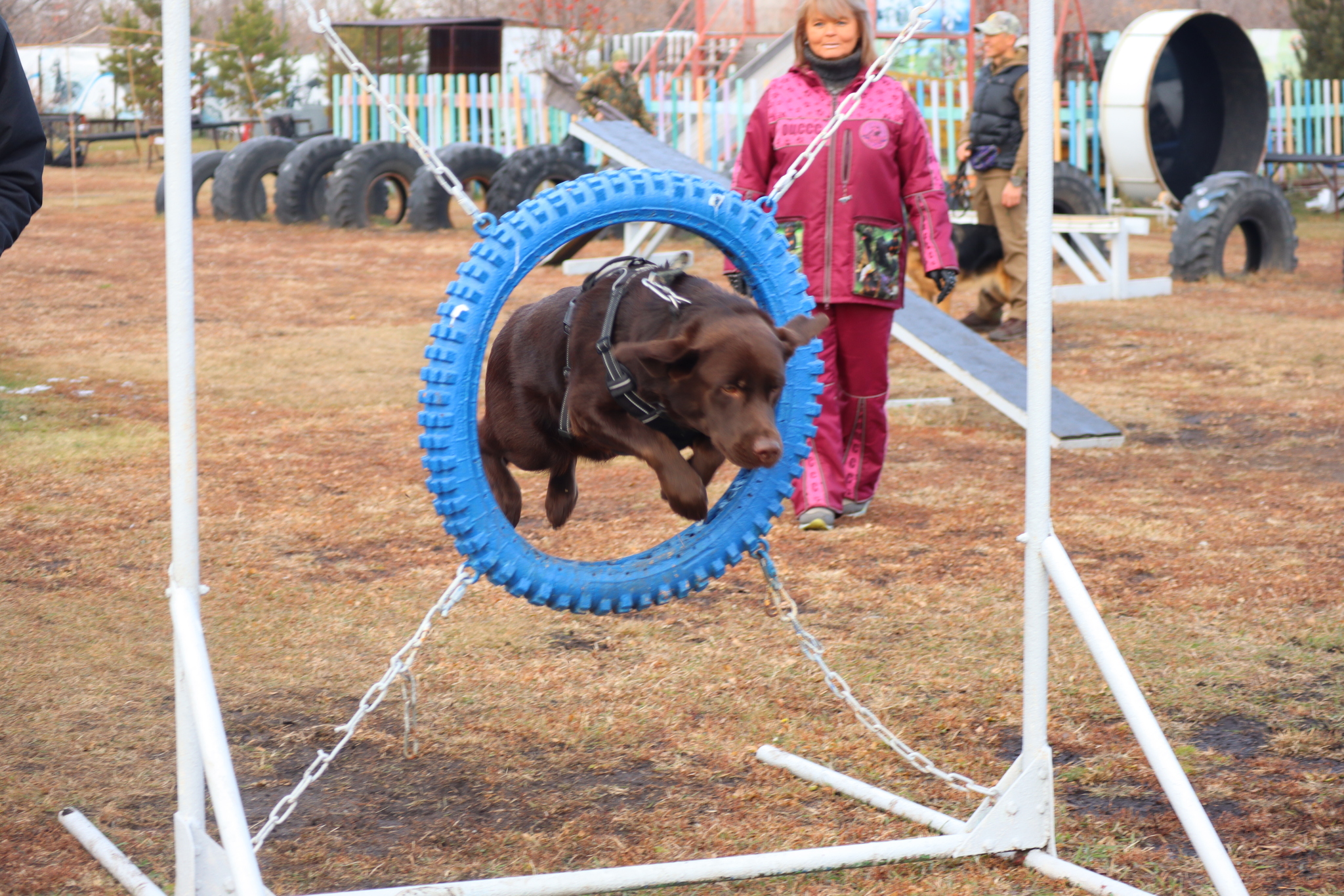 Dog training in Omsk - OCSSSS 19 - 10 - 2024 - Dog, Dog lovers, Puppies, Omsk, Training, Г“Г±Г±Г±, Friend, Care, Longpost