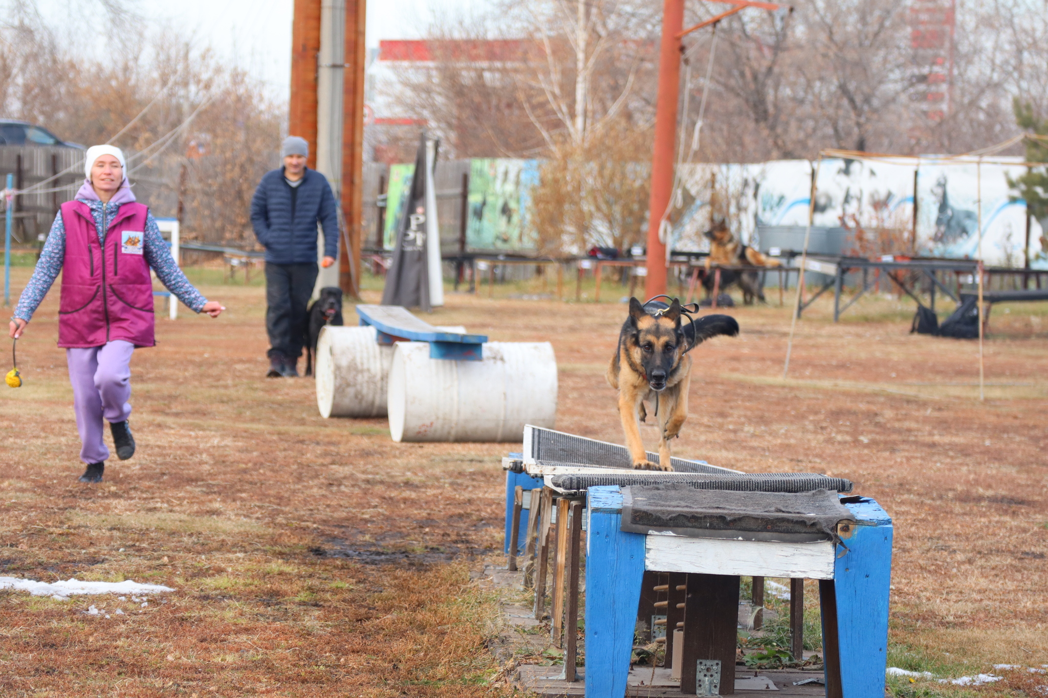 Dog training in Omsk - OCSSSS 19 - 10 - 2024 - Dog, Dog lovers, Puppies, Omsk, Training, Г“Г±Г±Г±, Friend, Care, Longpost