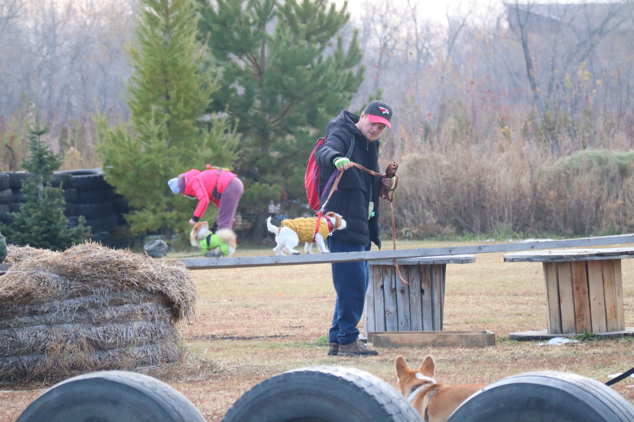 Dog training in Omsk - OCSSSS 19 - 10 - 2024 - Dog, Dog lovers, Puppies, Omsk, Training, Г“Г±Г±Г±, Friend, Care, Longpost