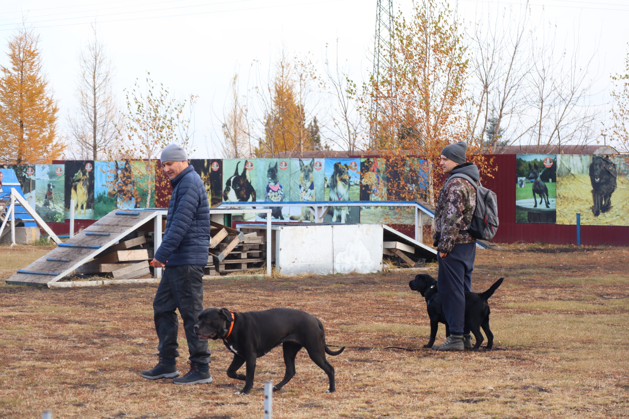 Dog training in Omsk - OCSSSS 19 - 10 - 2024 - Dog, Dog lovers, Puppies, Omsk, Training, Г“Г±Г±Г±, Friend, Care, Longpost